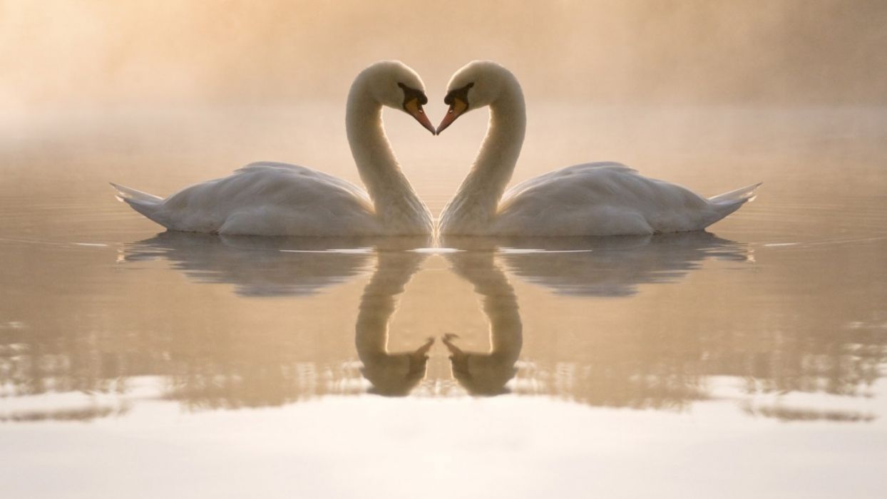Birds love couple white swans wallpaperx1080