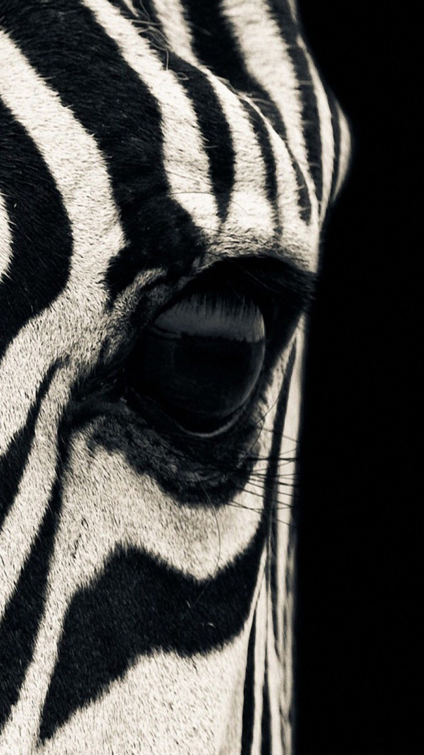 Wallpaper Zebra, eye, Black & White, couple, cute animals, Animals