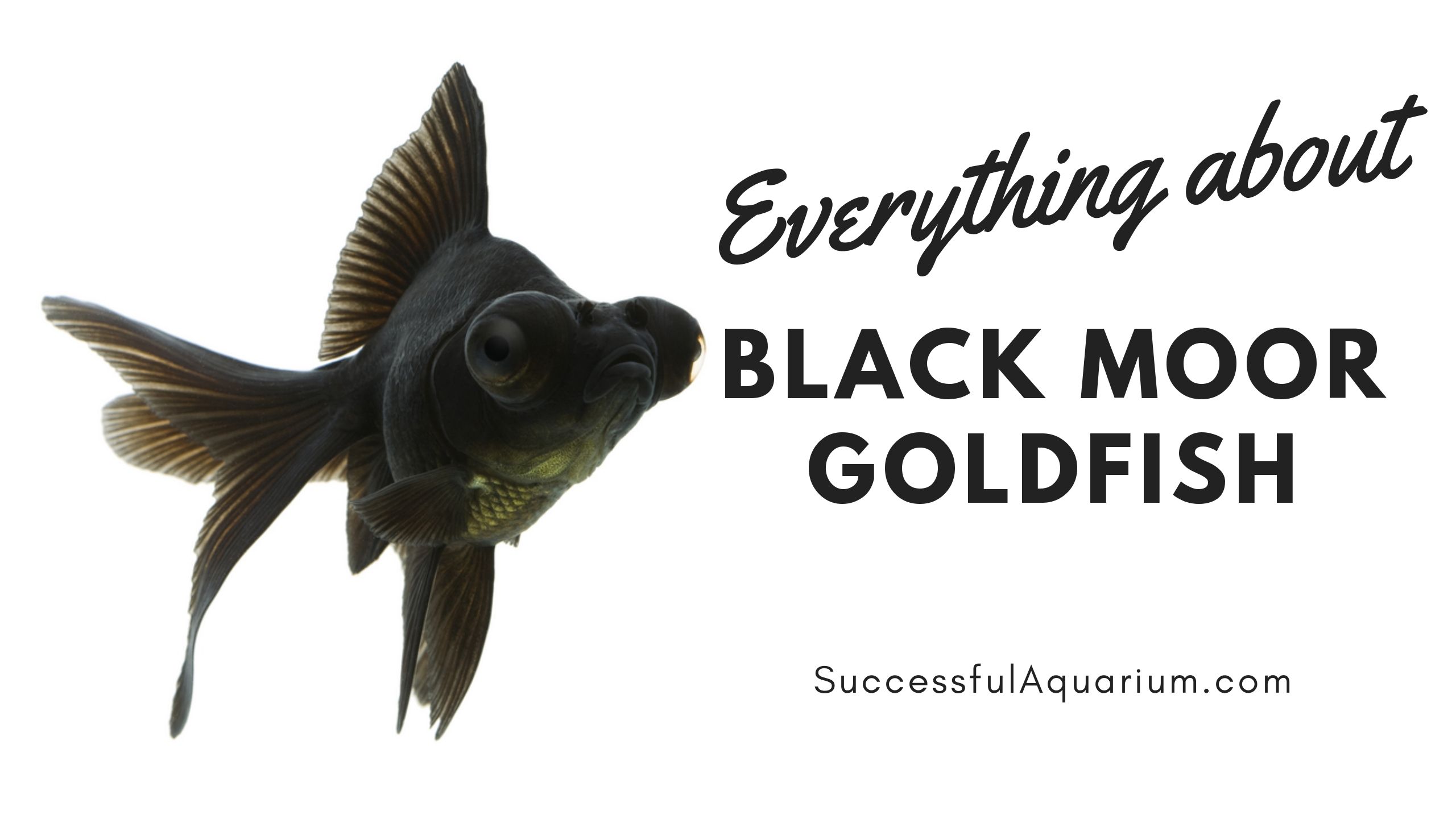 Black Moor Goldfish: Tank Mates, Size, Care and Diseases
