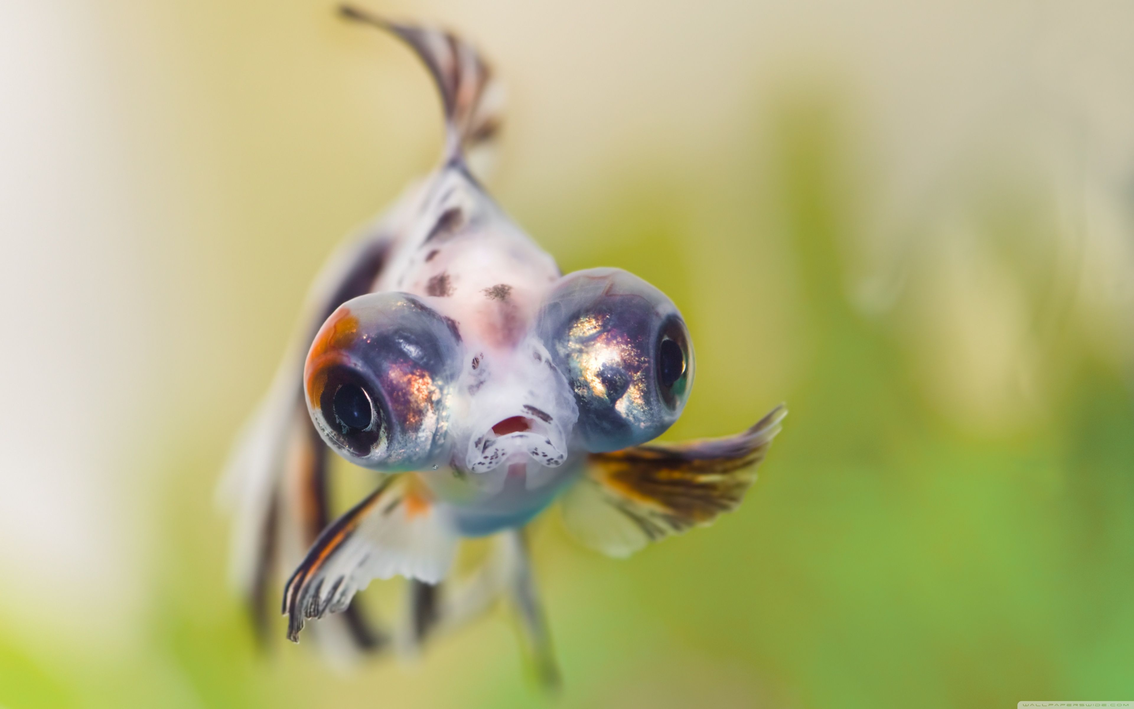 Goldfish Telescope Eyes Ultra HD Desktop Background Wallpaper