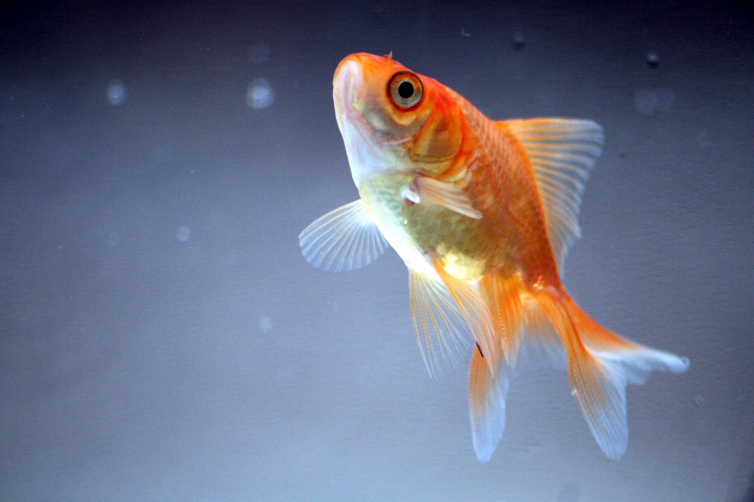 Gold Fish Wallpaper