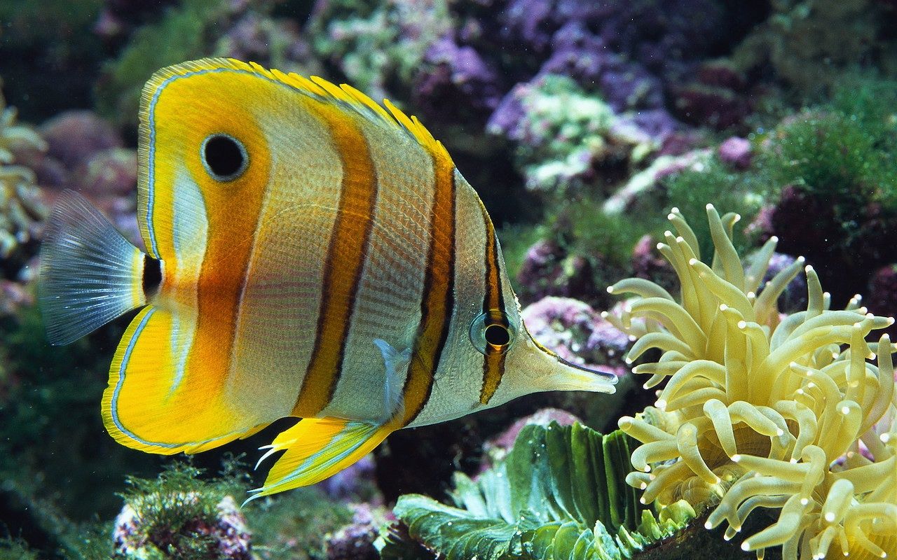 Exotic Tropical Fish: Rare Beauties