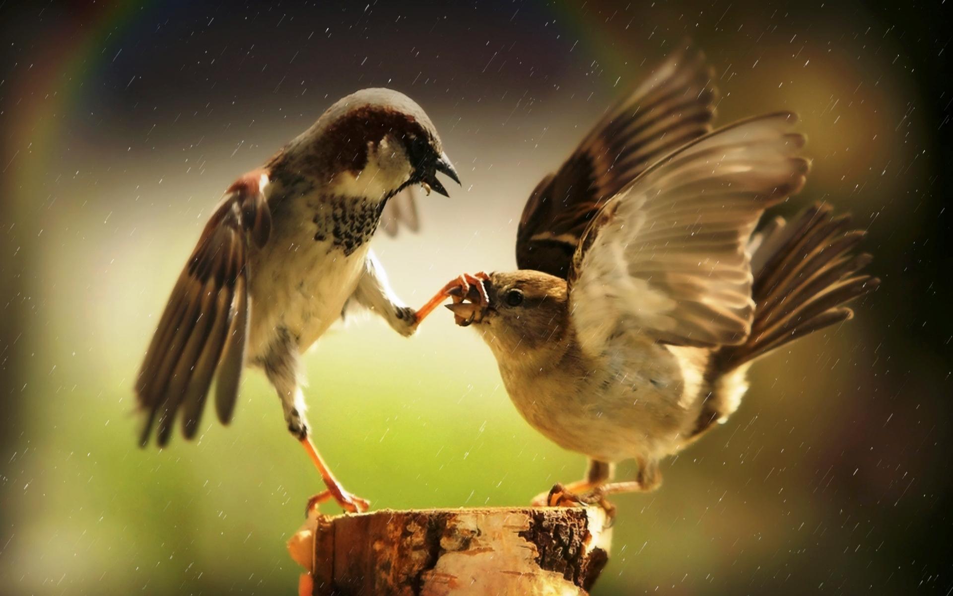 wallpaper Discussion, Aggression, Great, Birds HD, Widescreen