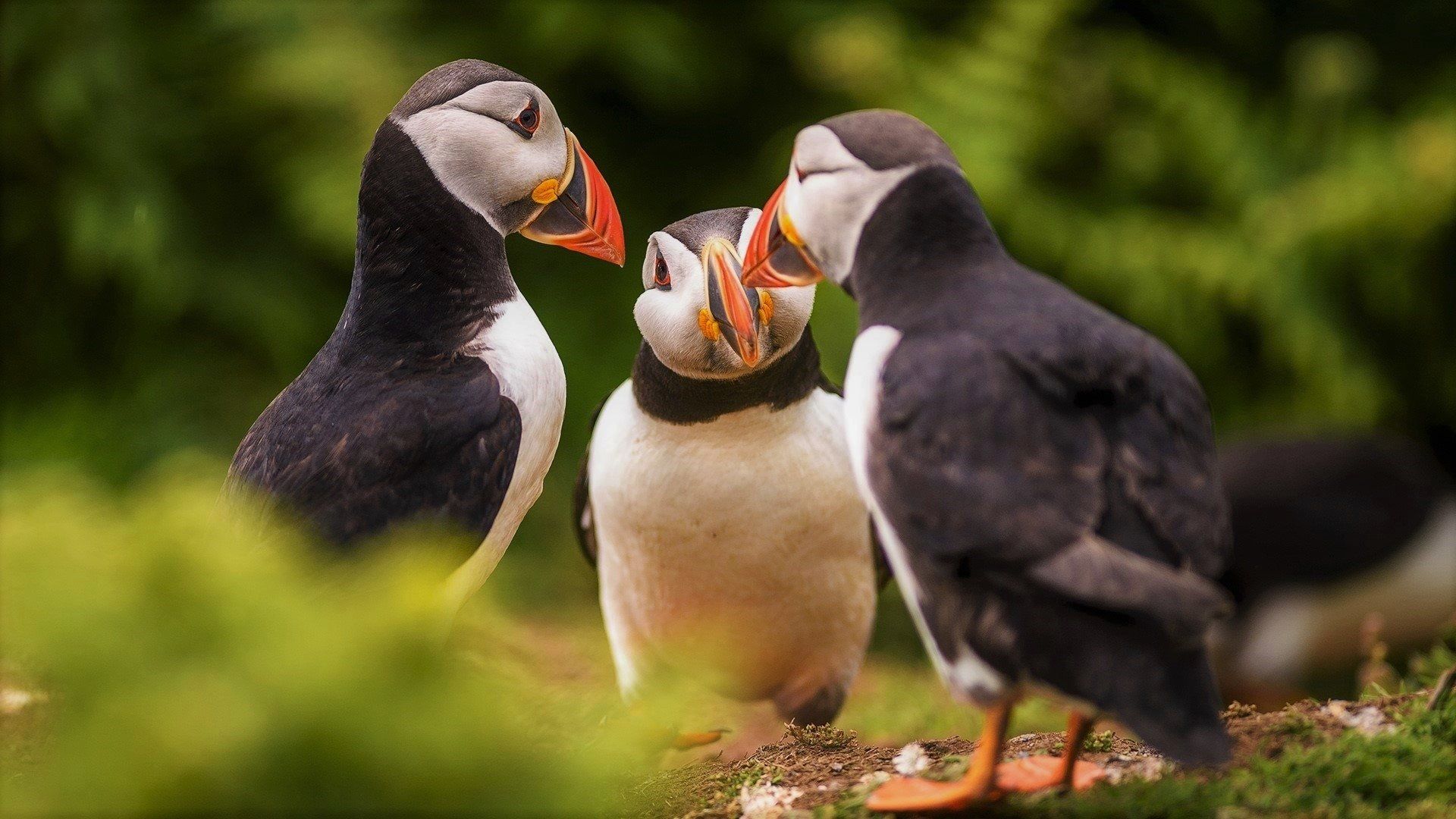 Puffins Having a Discussion HD Wallpaper. Background Image