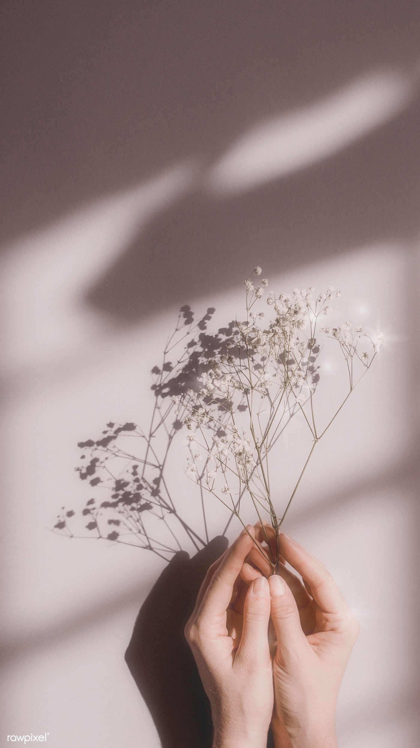 Download premium image of Woman holding white flowers on a pink