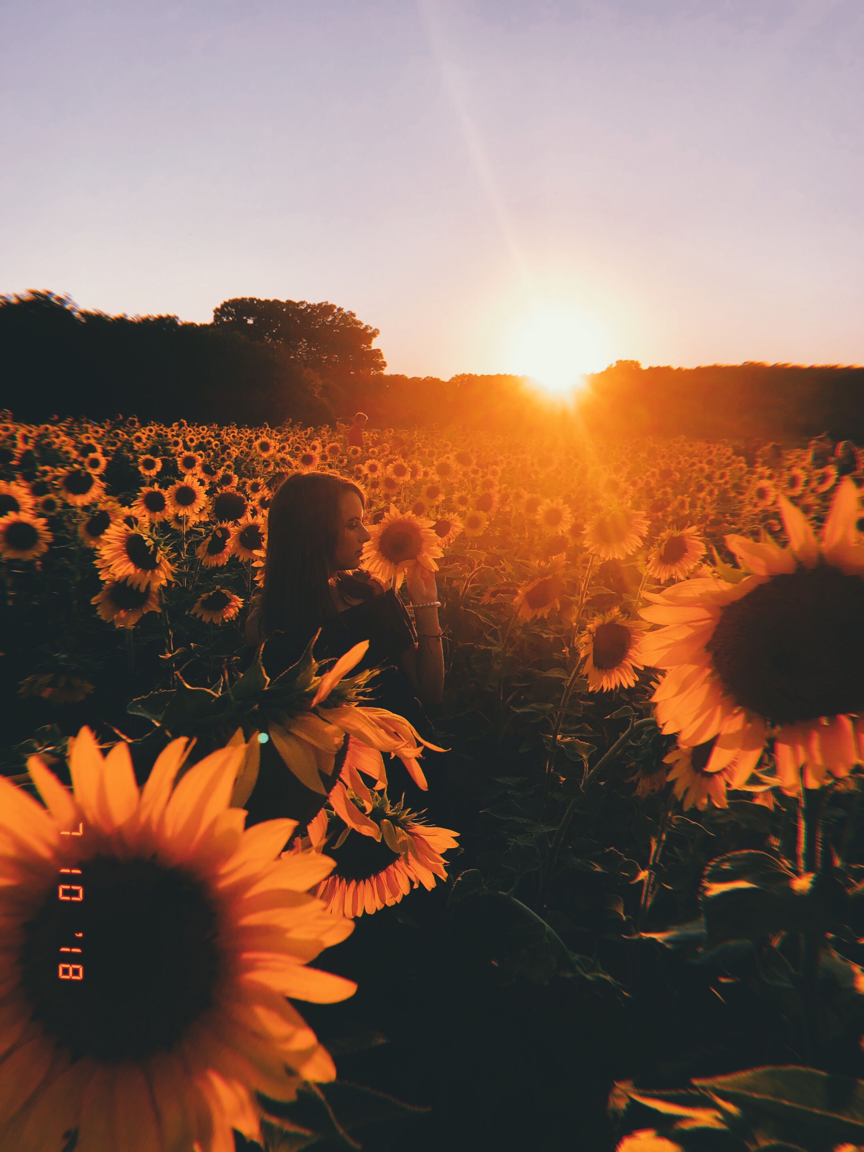 sunflower #summer #sunny #aesthetic #photography #instagram