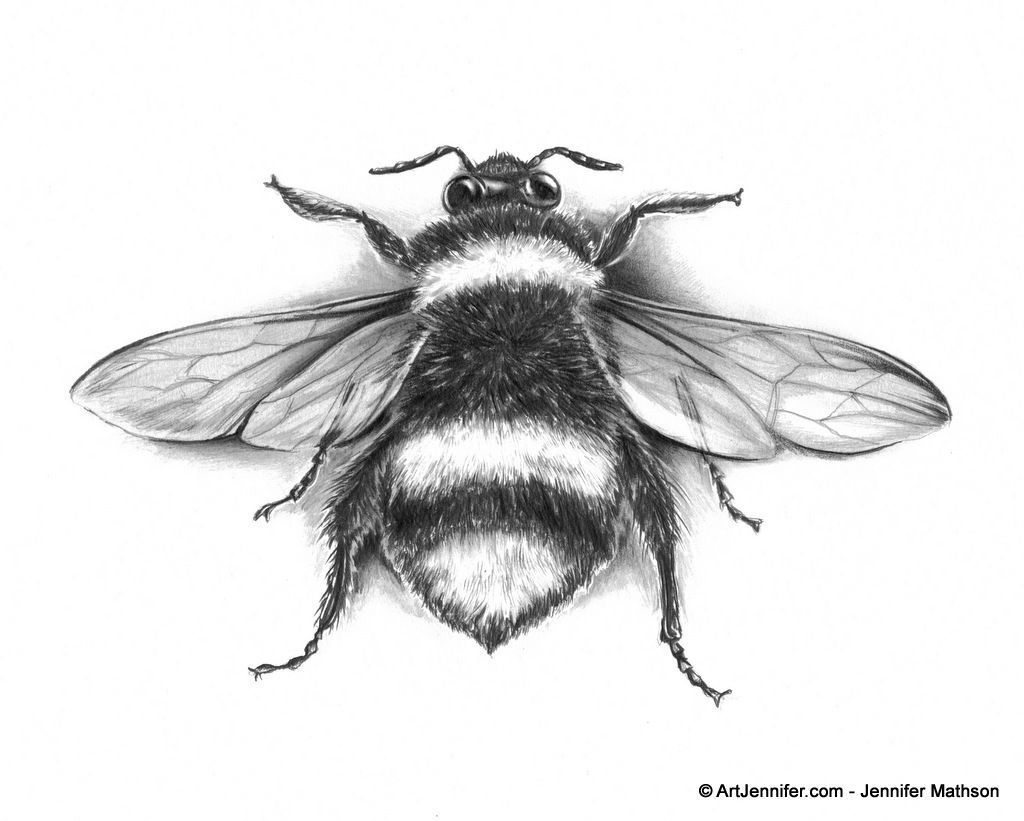 Bee Drawing Wallpapers