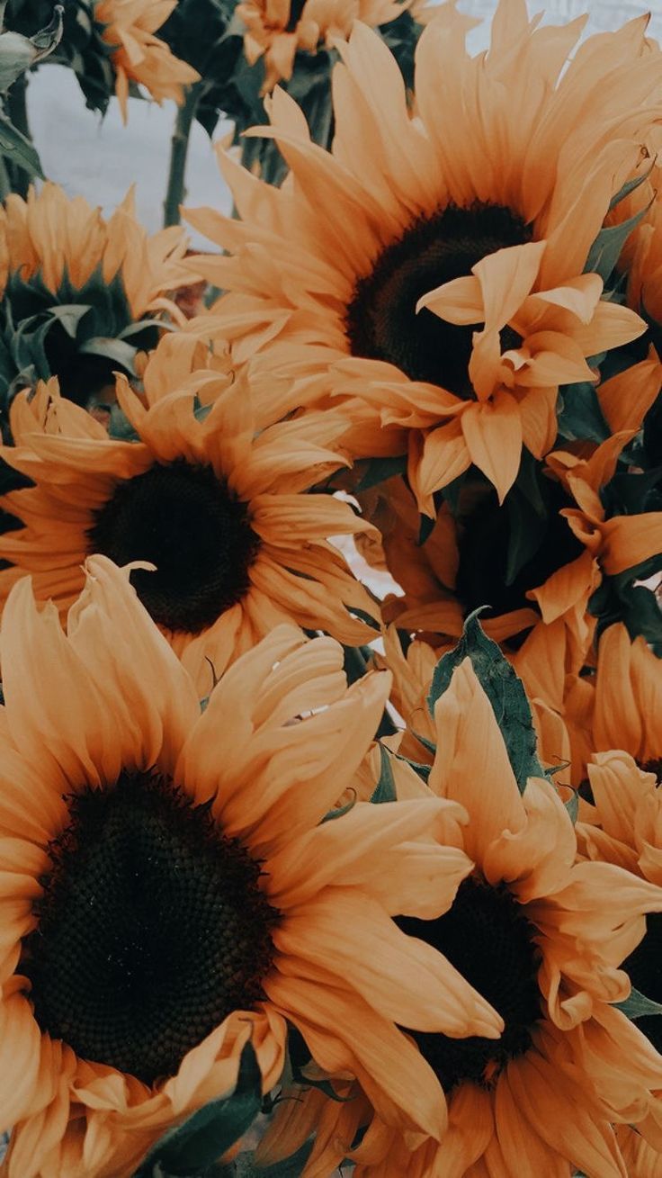 Aesthetic Wallpaper Sunflowers