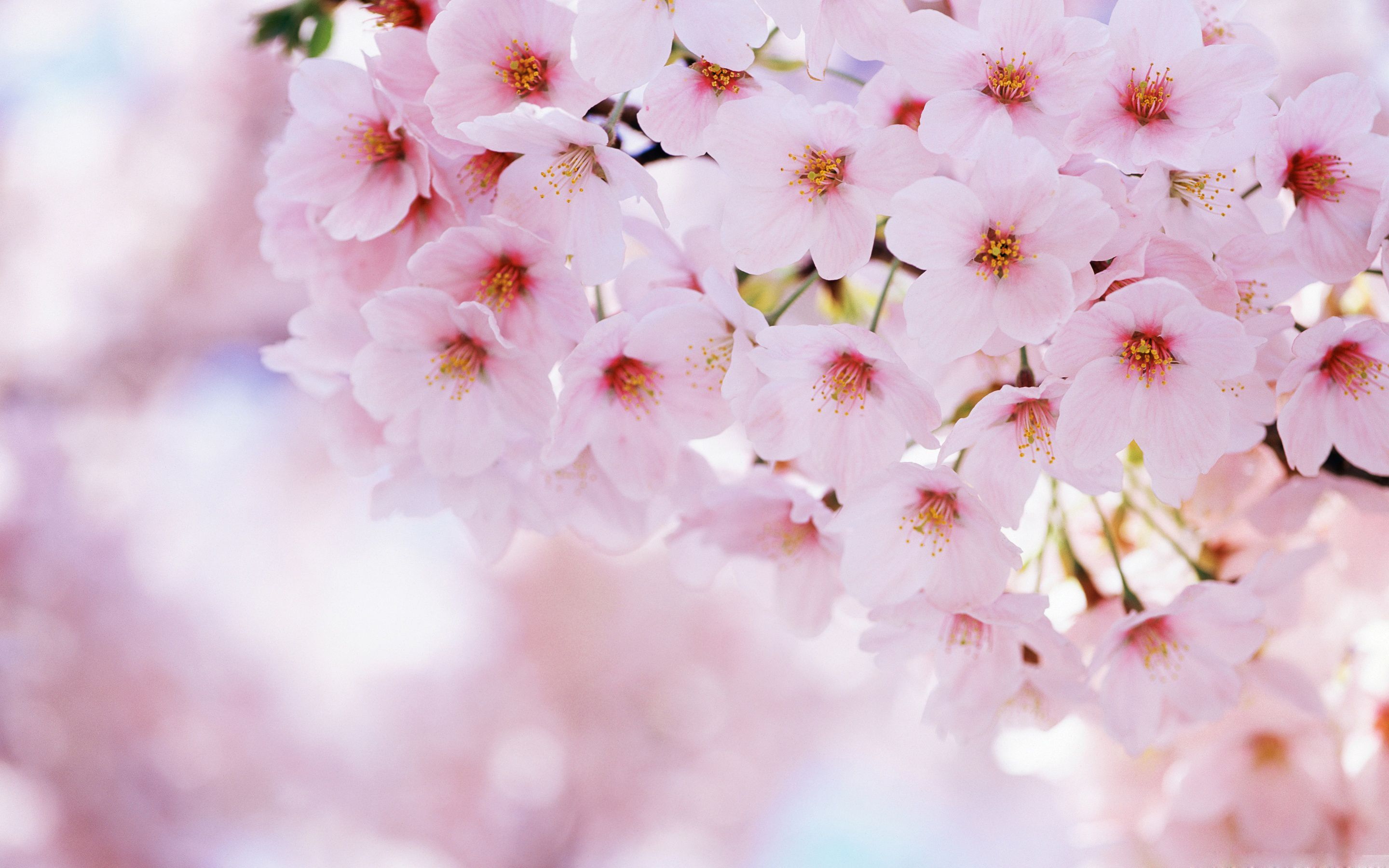White Cherry Blossom Wallpaper Download 2880×1800
