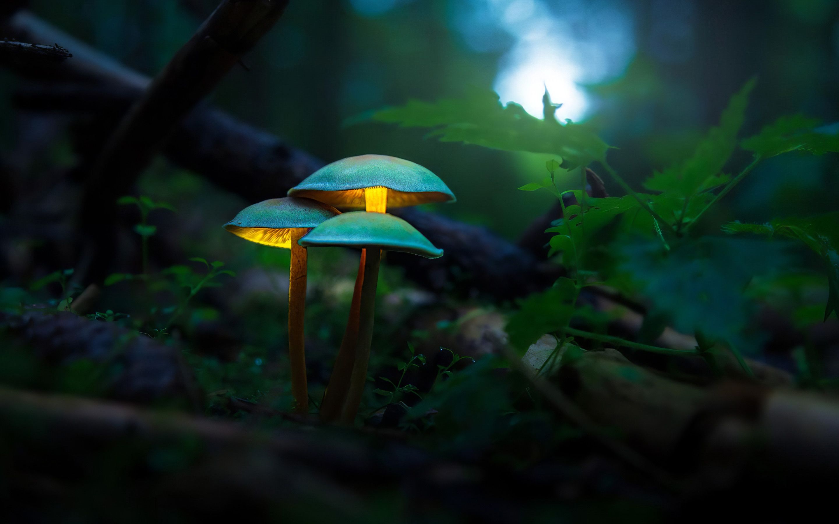 Mushroom Plants Glowing 4k Macbook Pro Retina HD 4k