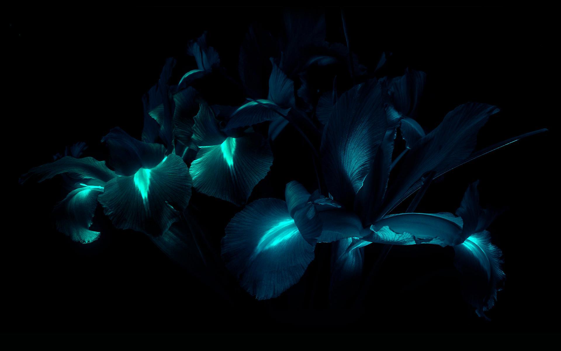 Glowing Flowers Live Wallpaper for Android