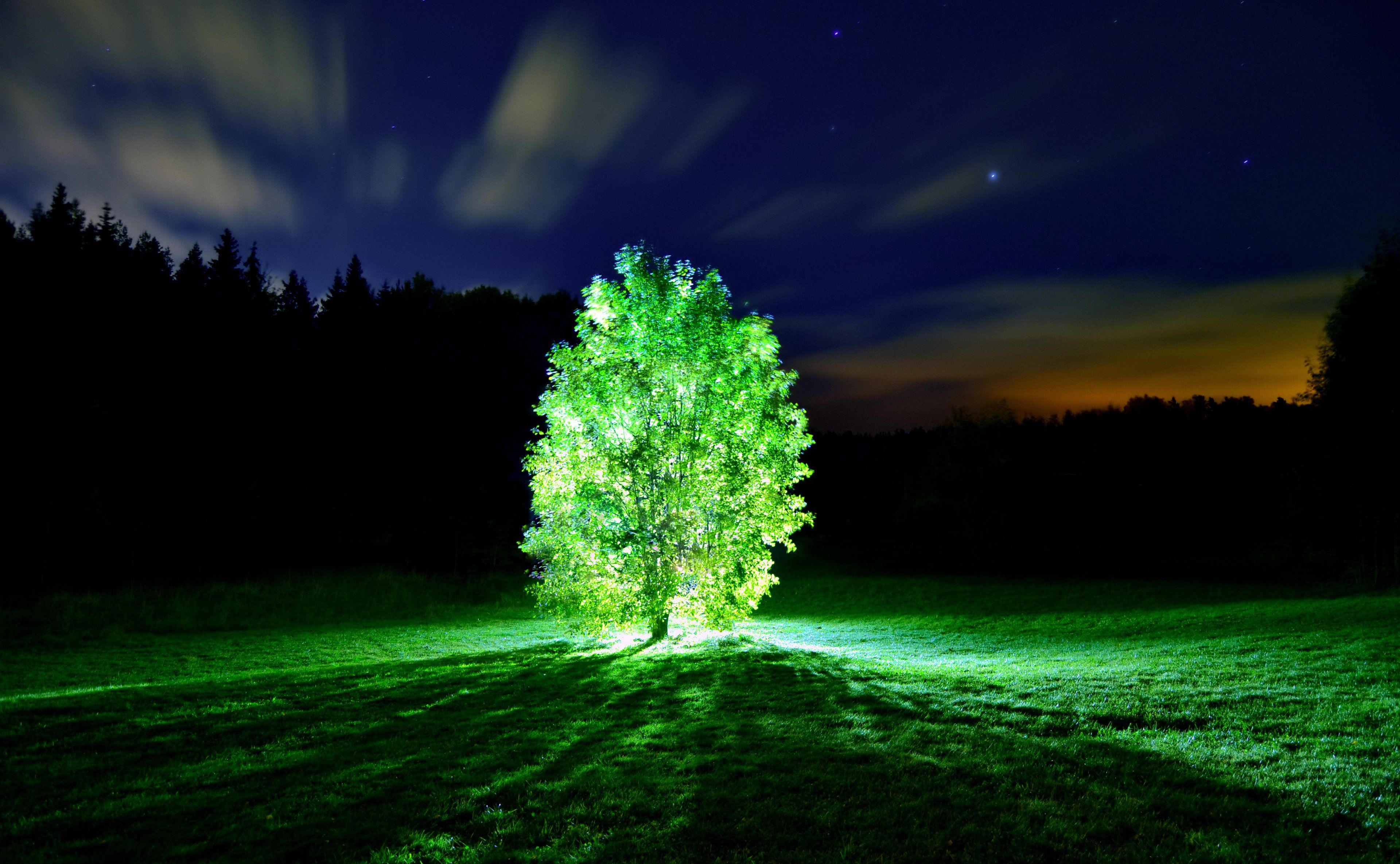 Tree lights glowing tree night landscape nature wallpaper