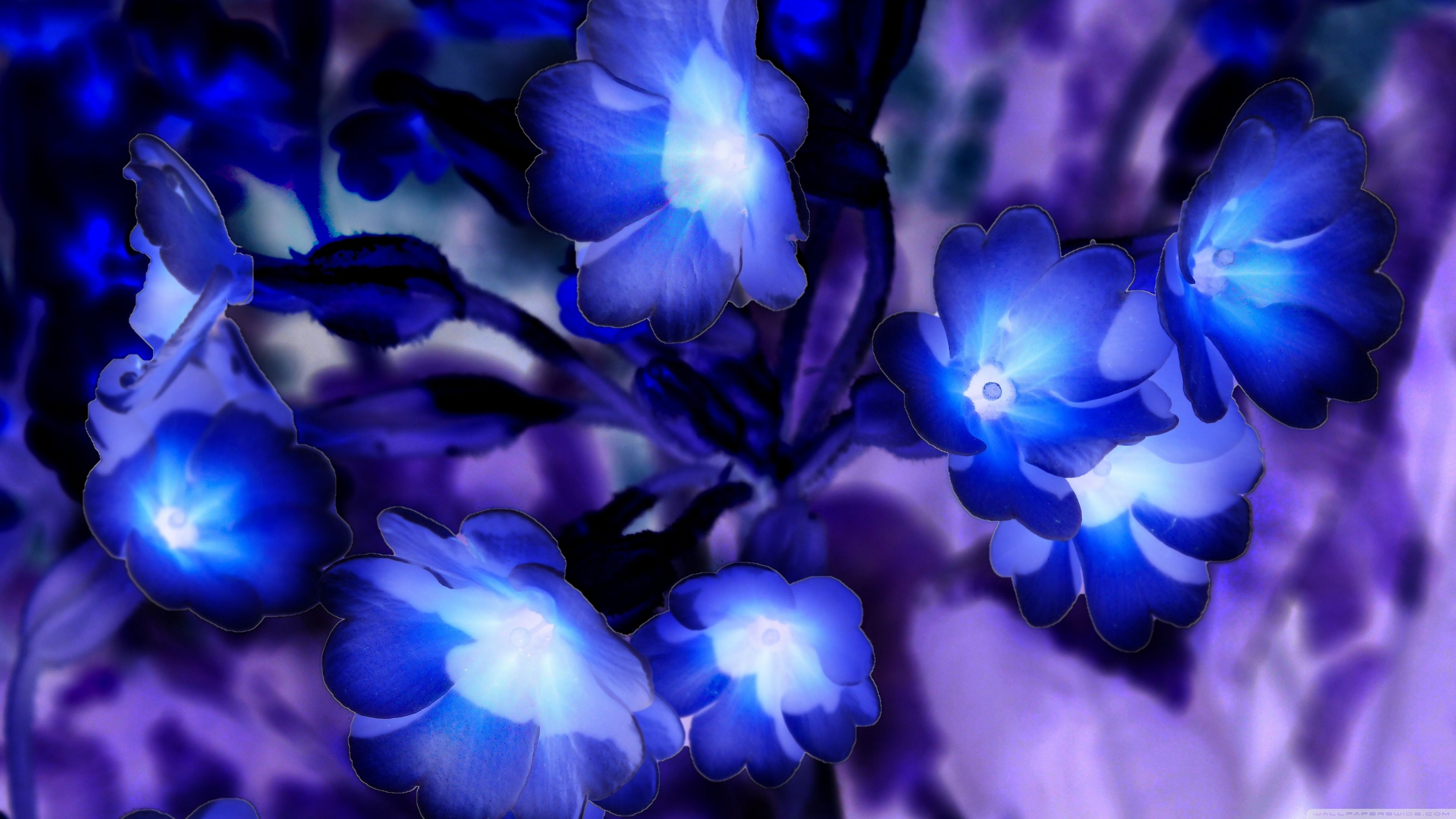 Glowing Flowers inspired by Avatar Ultra HD Desktop Background