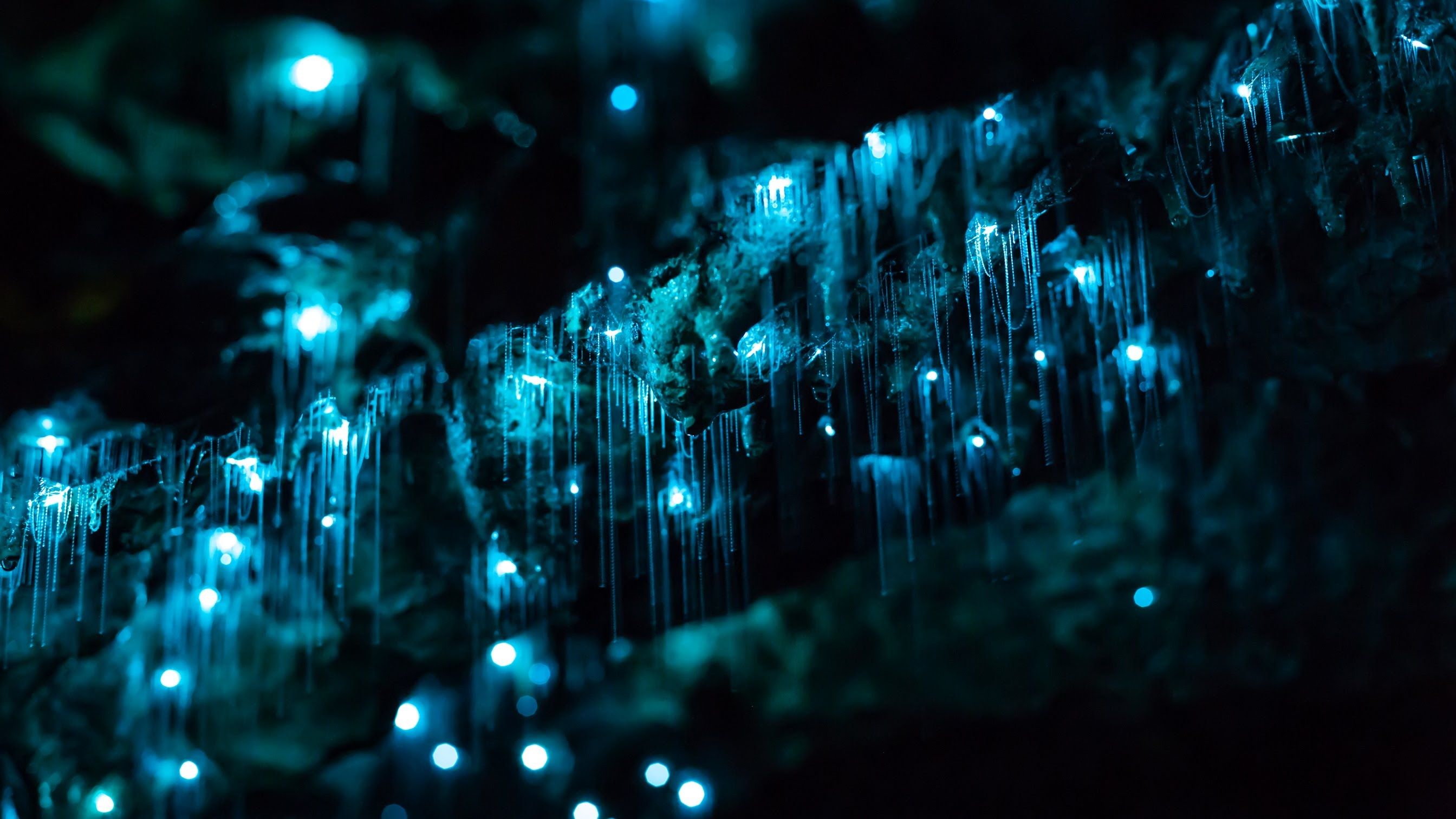 Glow worm cave HD Wallpaper