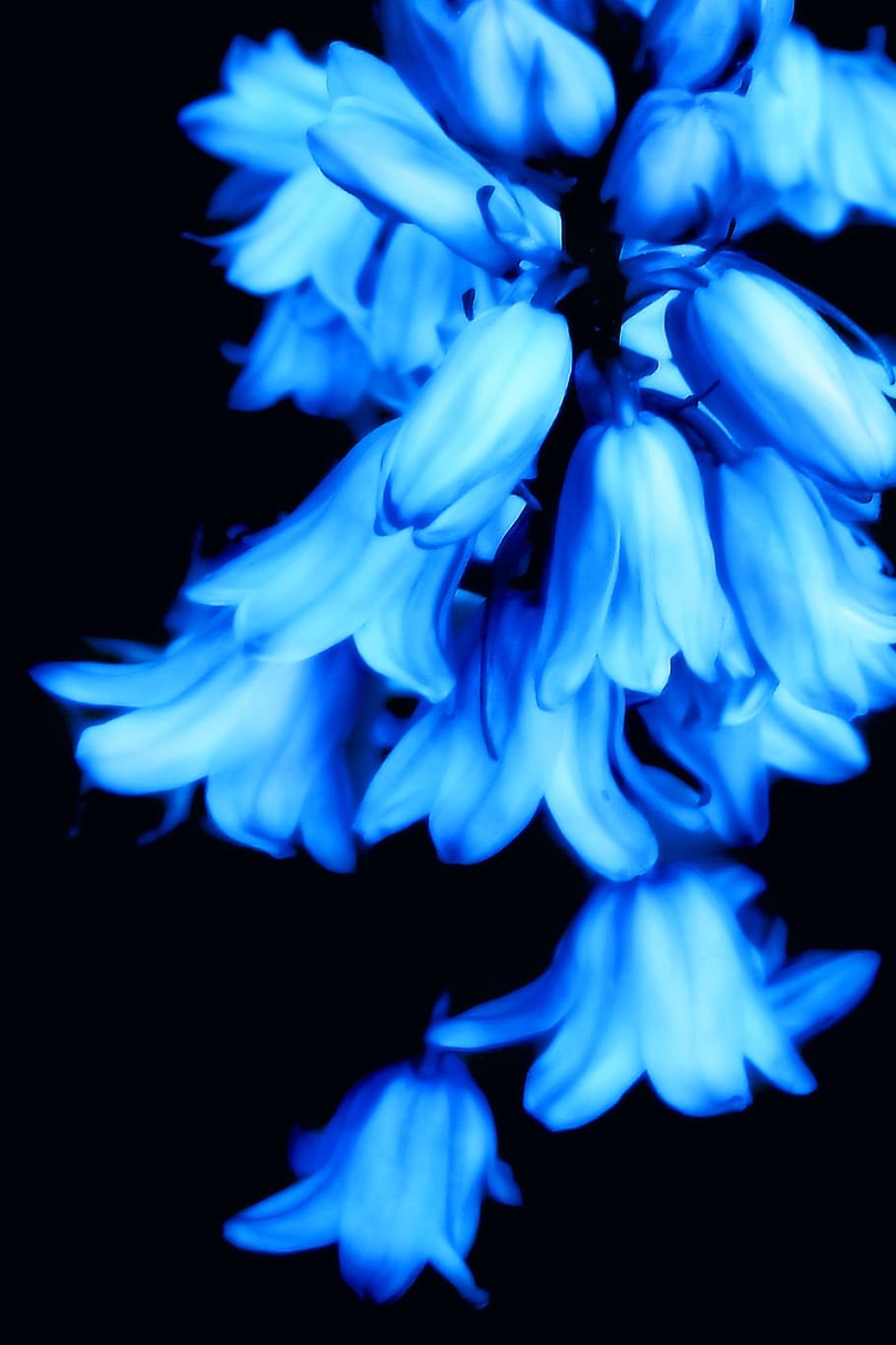 HD wallpaper: flowers, blue, glow, bell flower, nature, floral