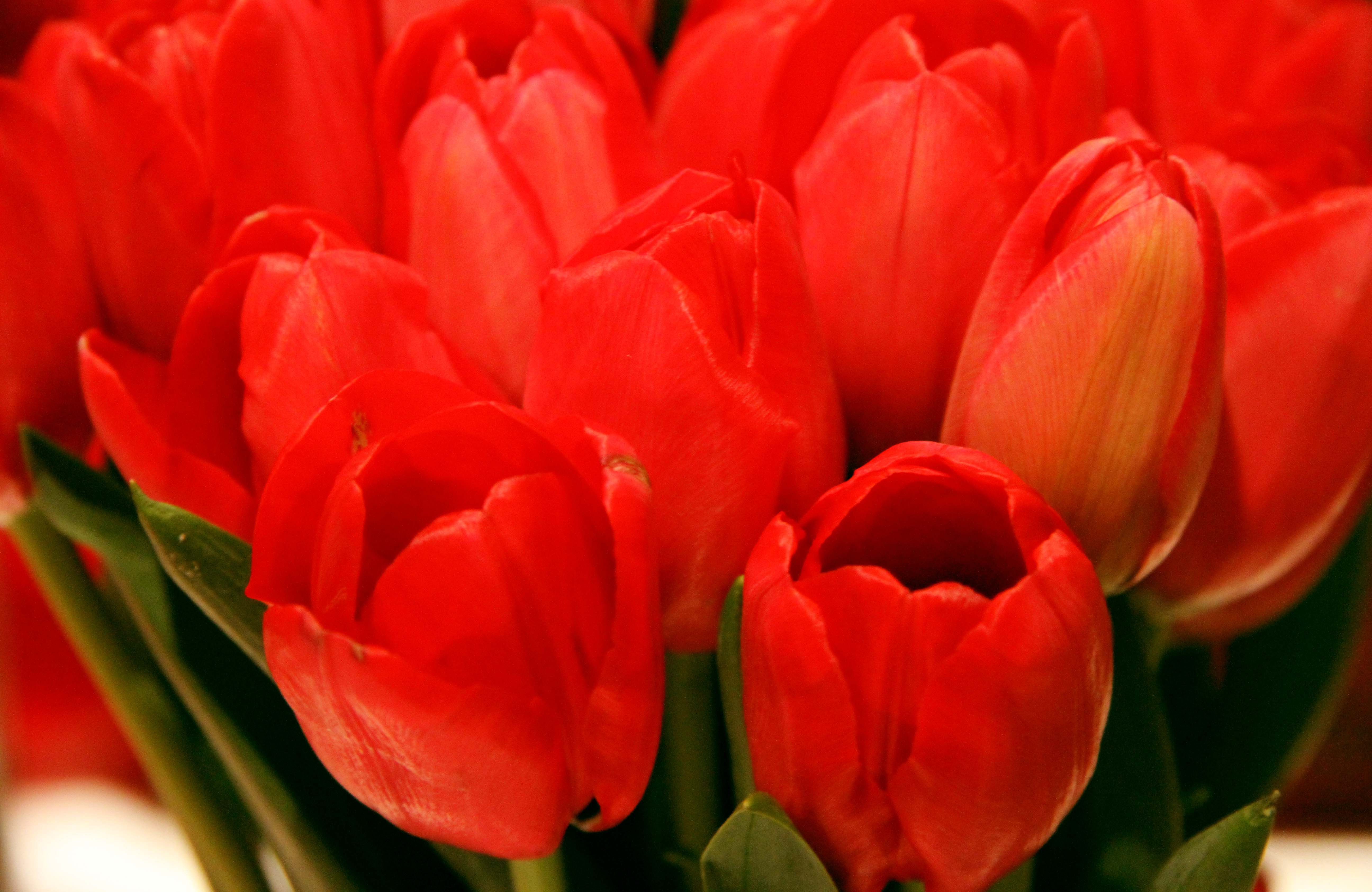 Glowing Tulip Flowers in Nature HD Wallpaper