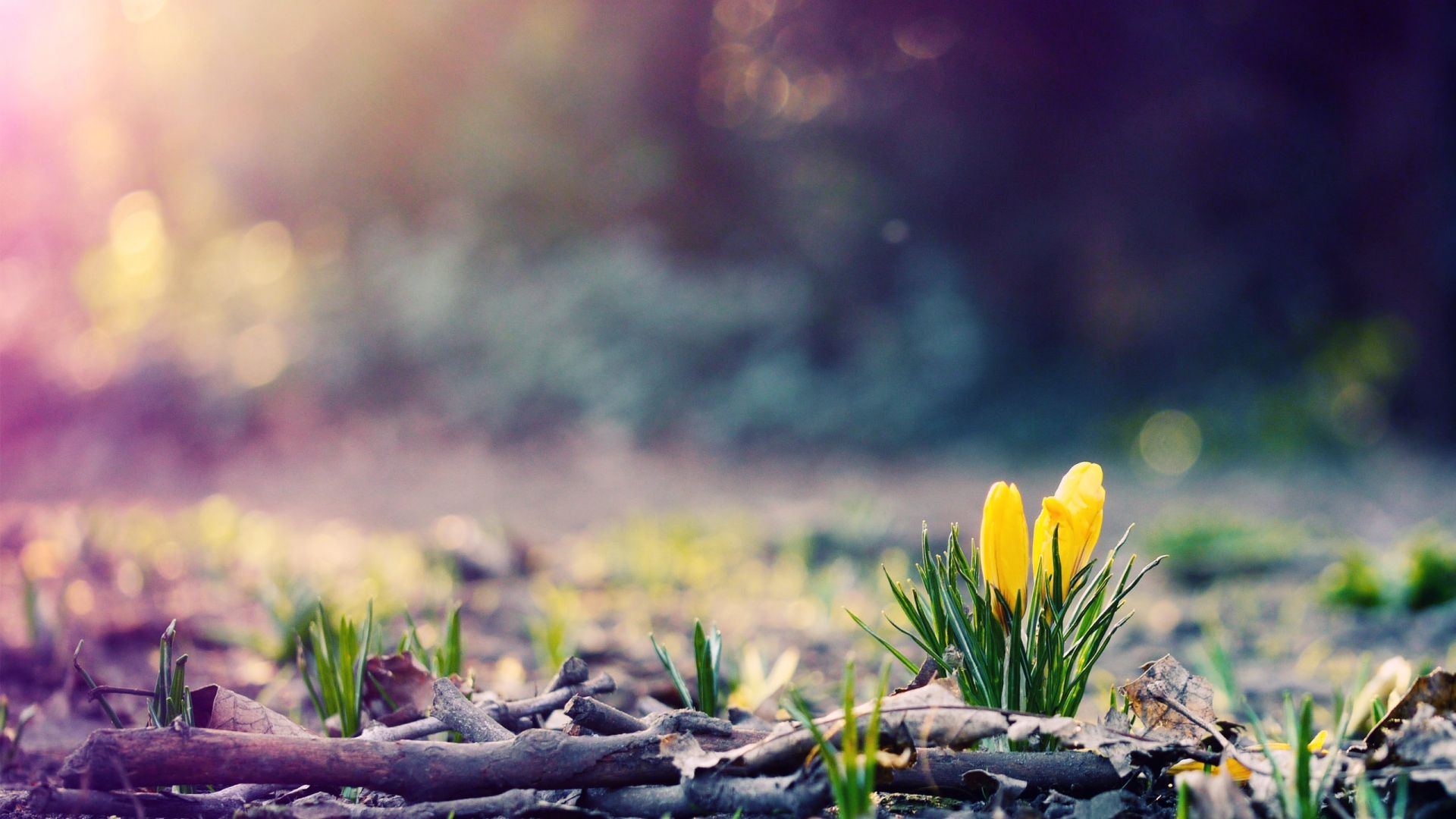 Free download Spring 1080p Background Wallpaper Wide Screen