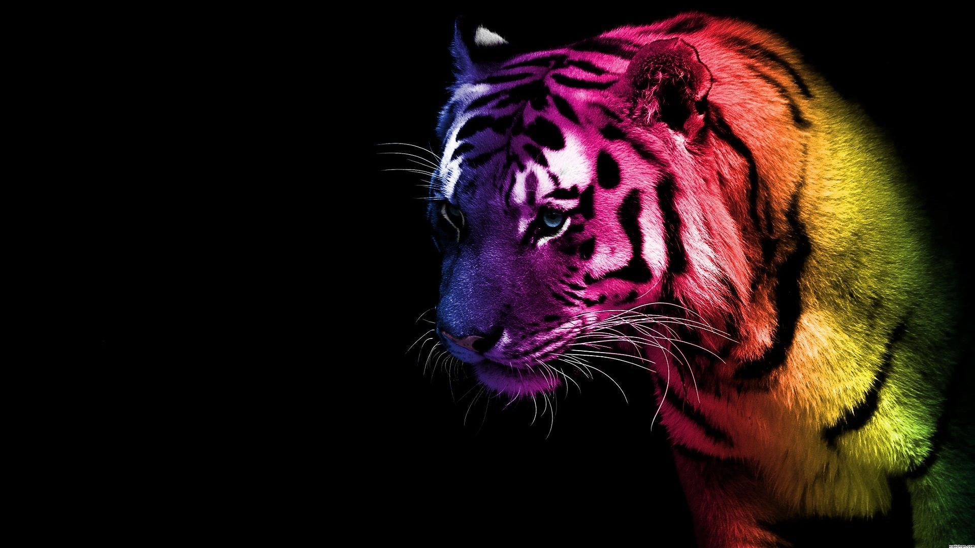Free download Colored Tiger Fantasy wallpaper Unique HD Wallpaper