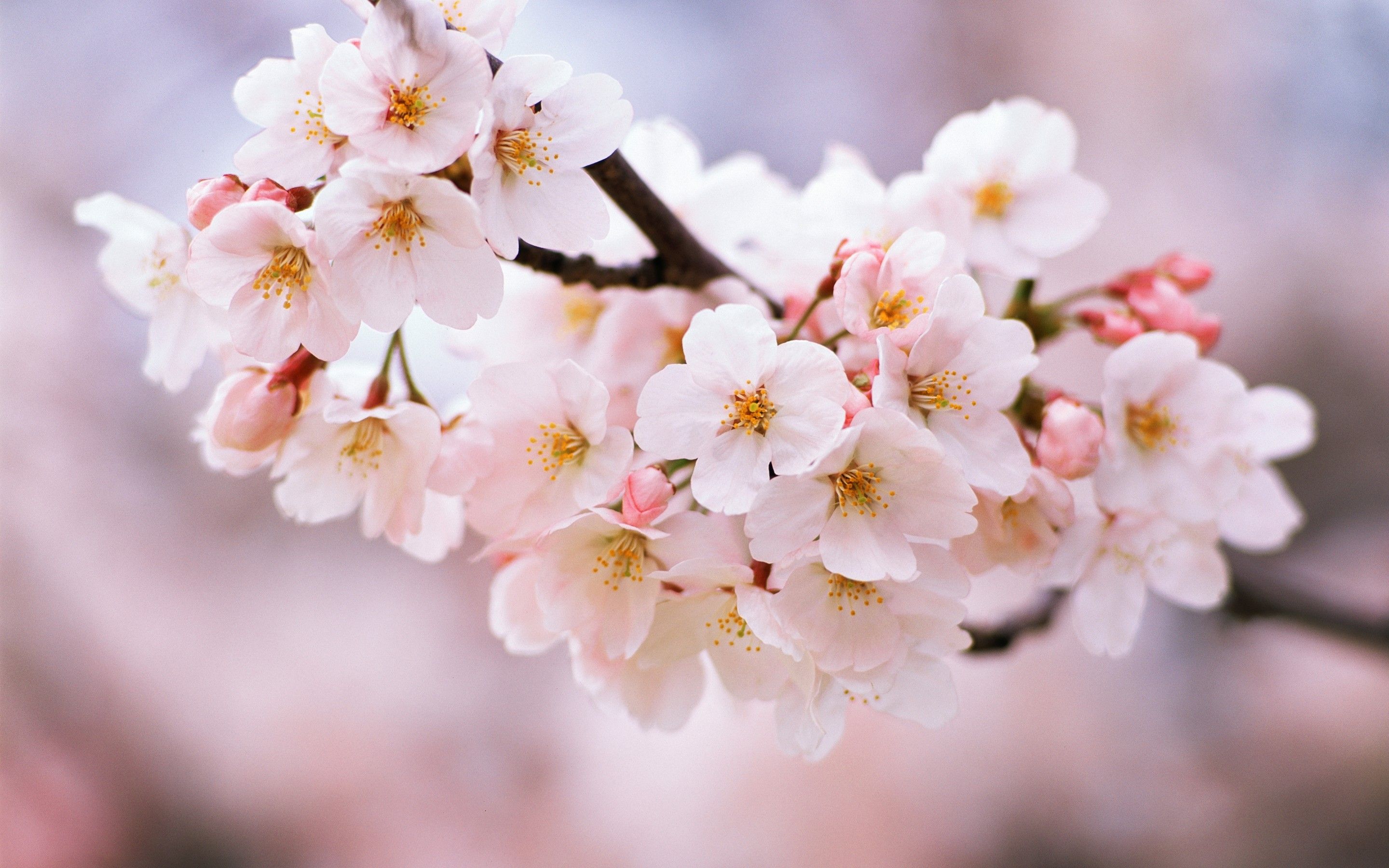 Flower Cherry Blossoms Flowers Spring Nature Kwiaty Wini Wallpaper