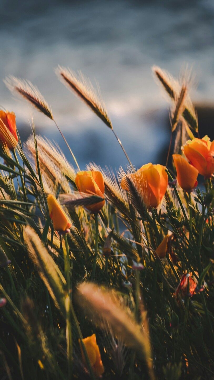 Flowers. Nature desktop, iPhone background nature, Nature