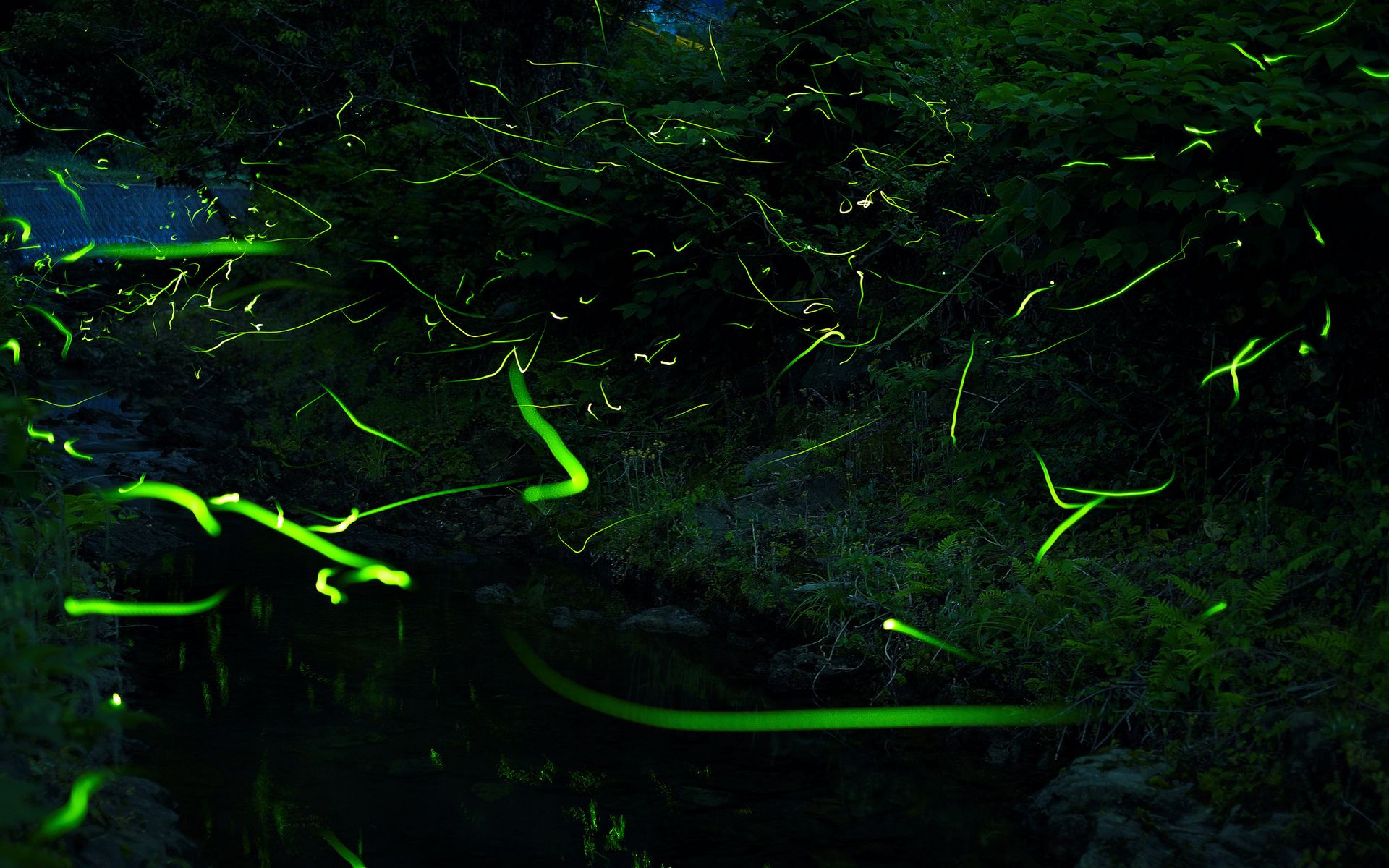 Firefly flies night lights timelapse manipulation photography