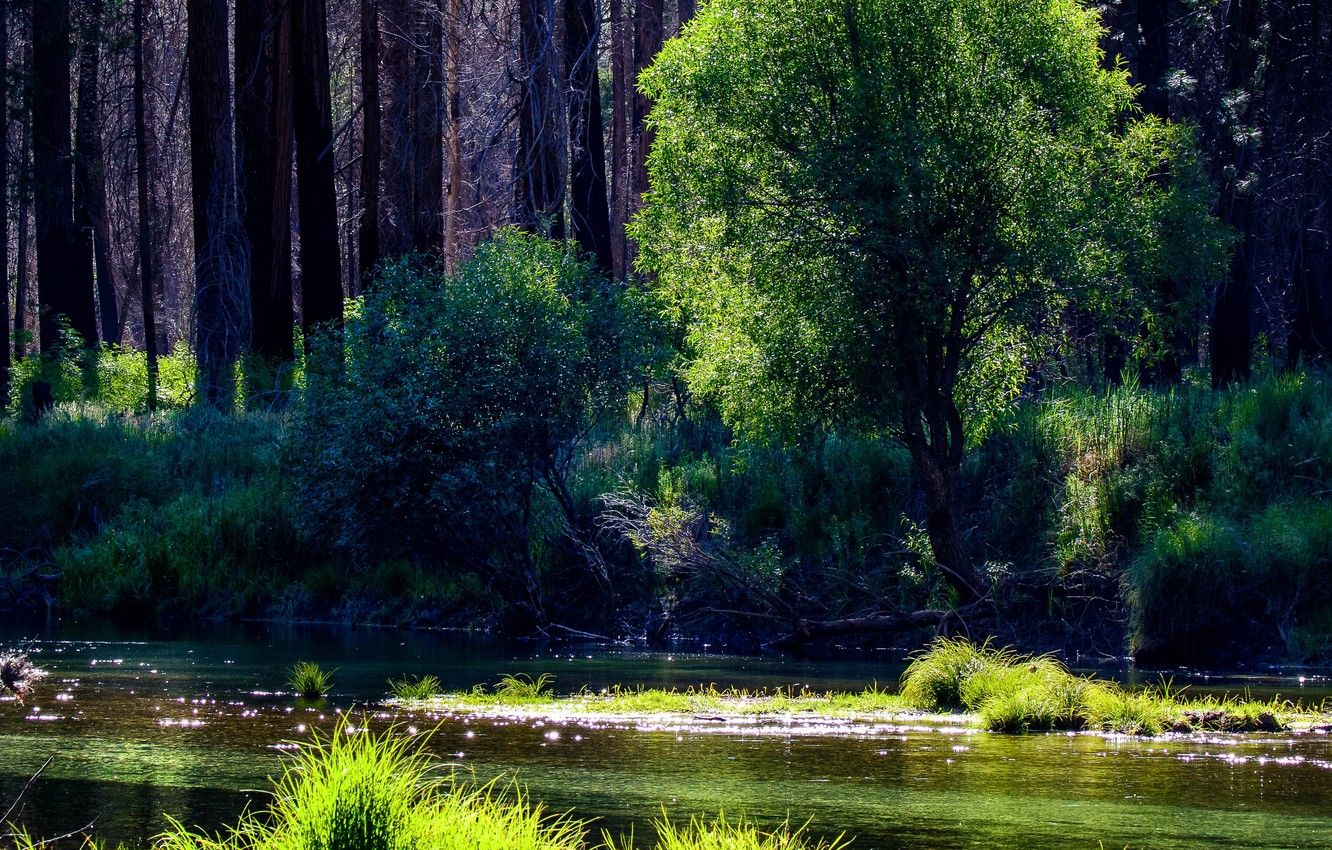 Wallpaper glowing, River, Nature, Forest, Trees image for desktop