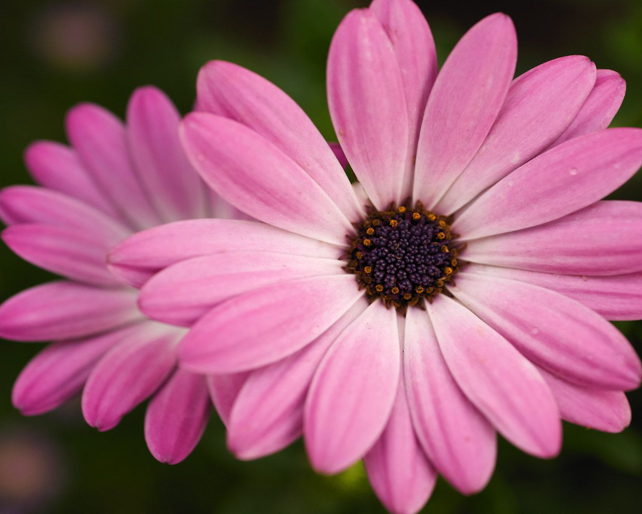 Pink Flowers Wallpaper