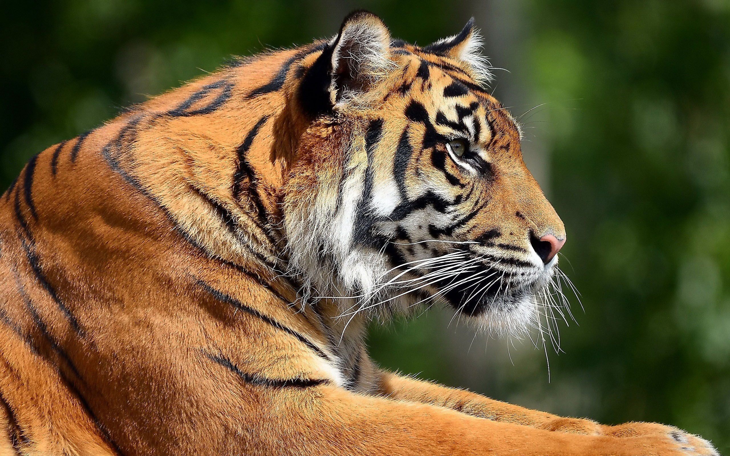Majestic Tiger Wallpaper. Tiger image, Bengal tiger, Tiger wallpaper