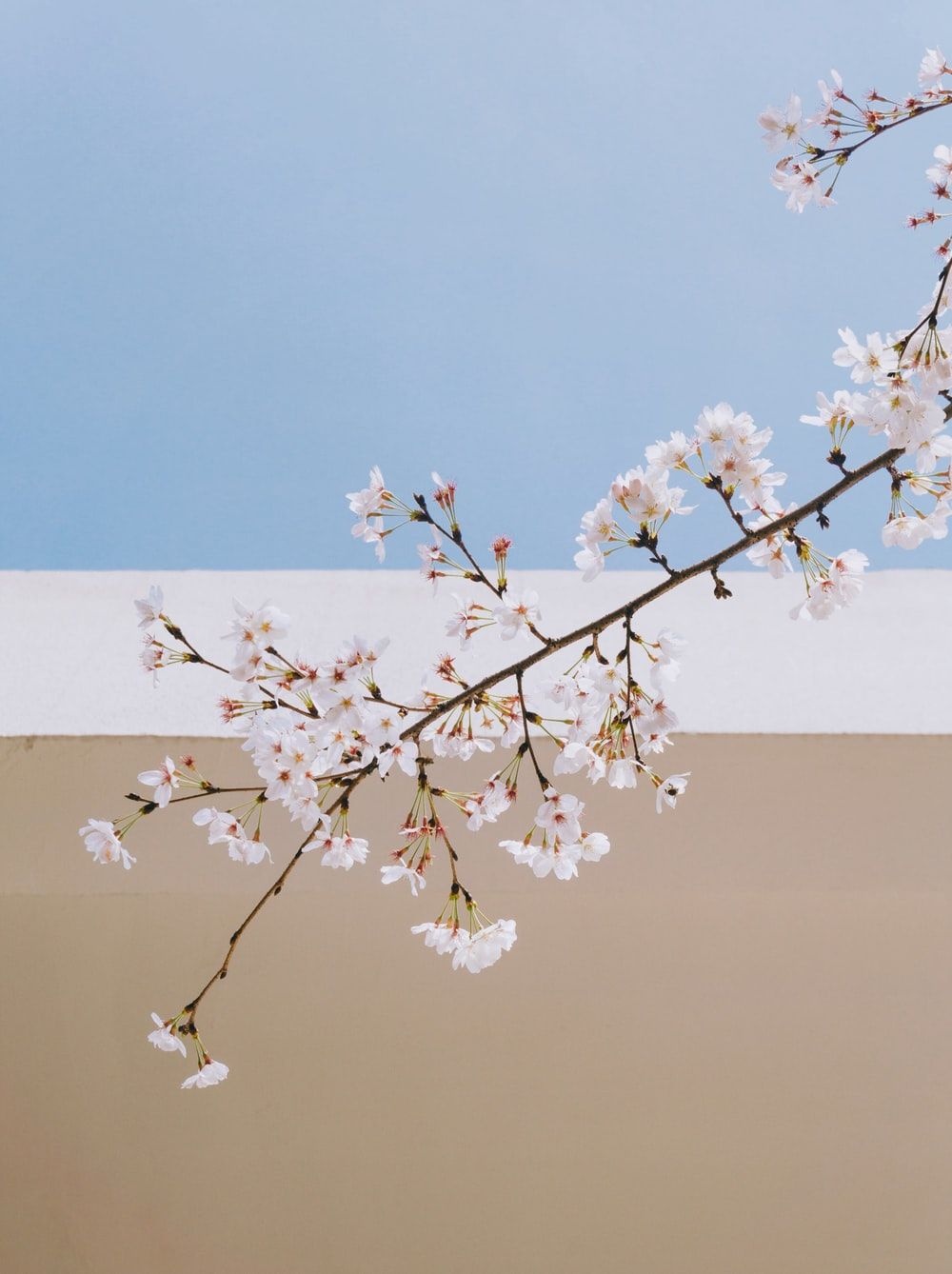 Pink Flowers Picture [HD]. Download Free Image