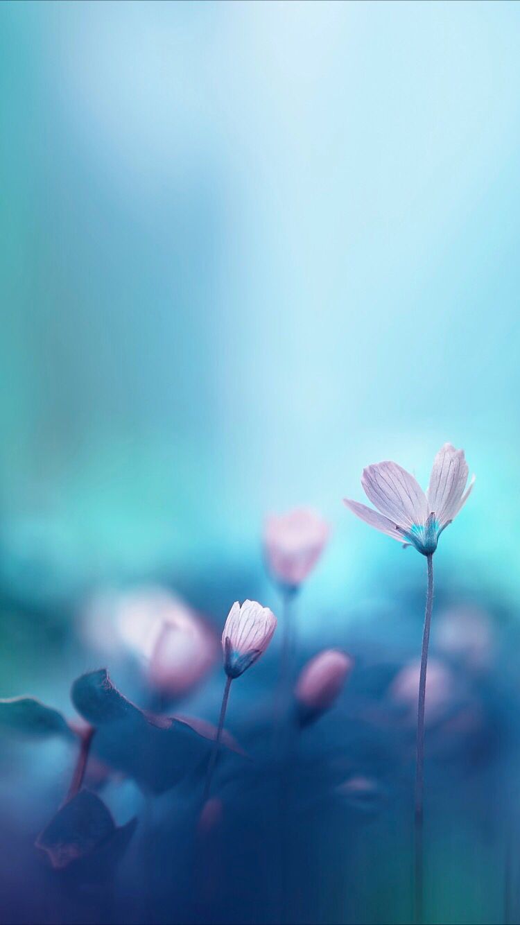 Abstract flowers wallpaper for your iPhone XR from Everpix