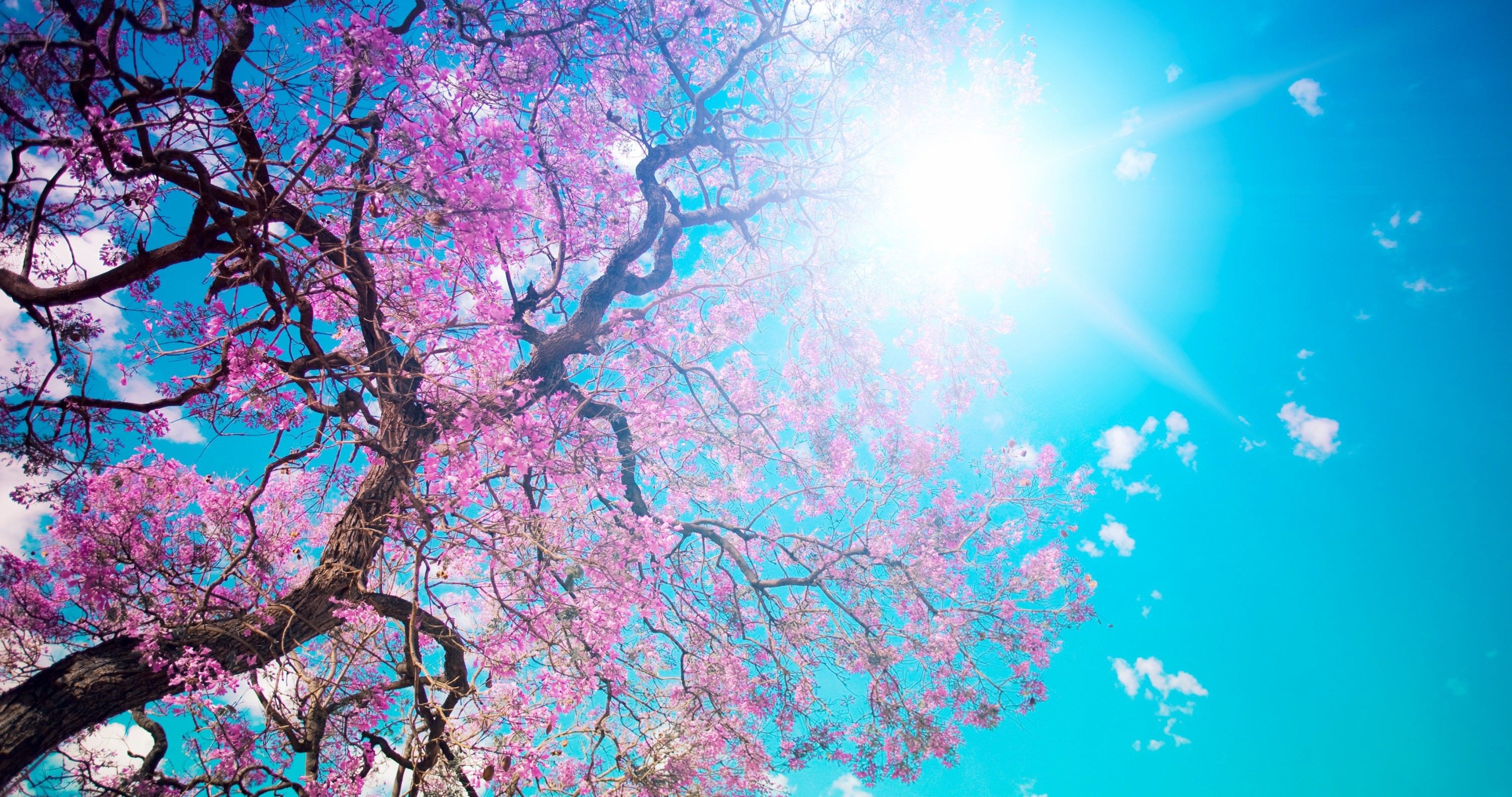 beautiful tree blossom 4k ultra HD wallpaper. Spring desktop wallpaper, Spring wallpaper, Nature wallpaper