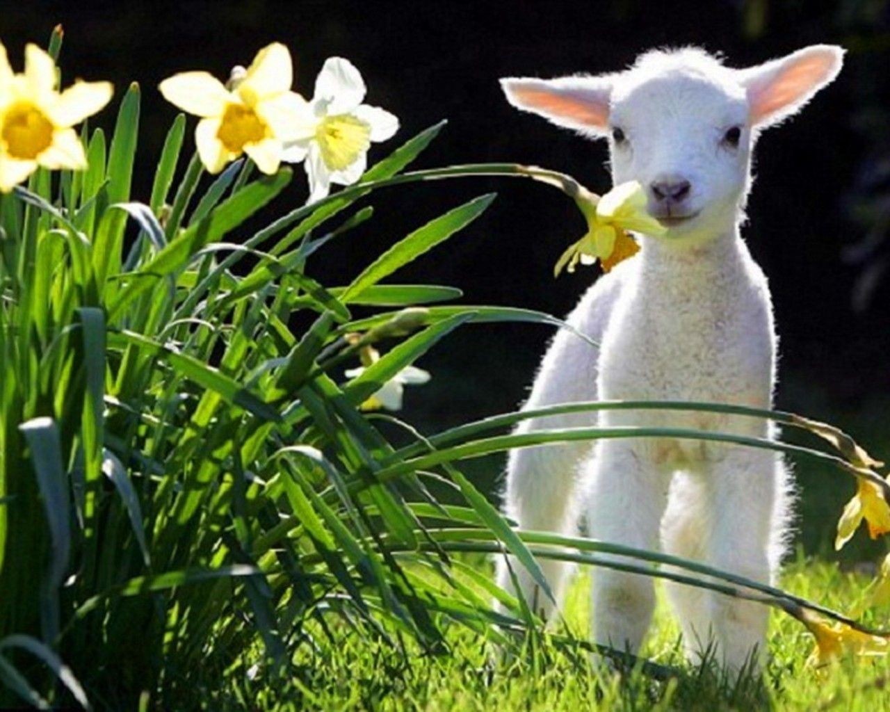 Free download flowers animals grass spring lamb daffodils lambs