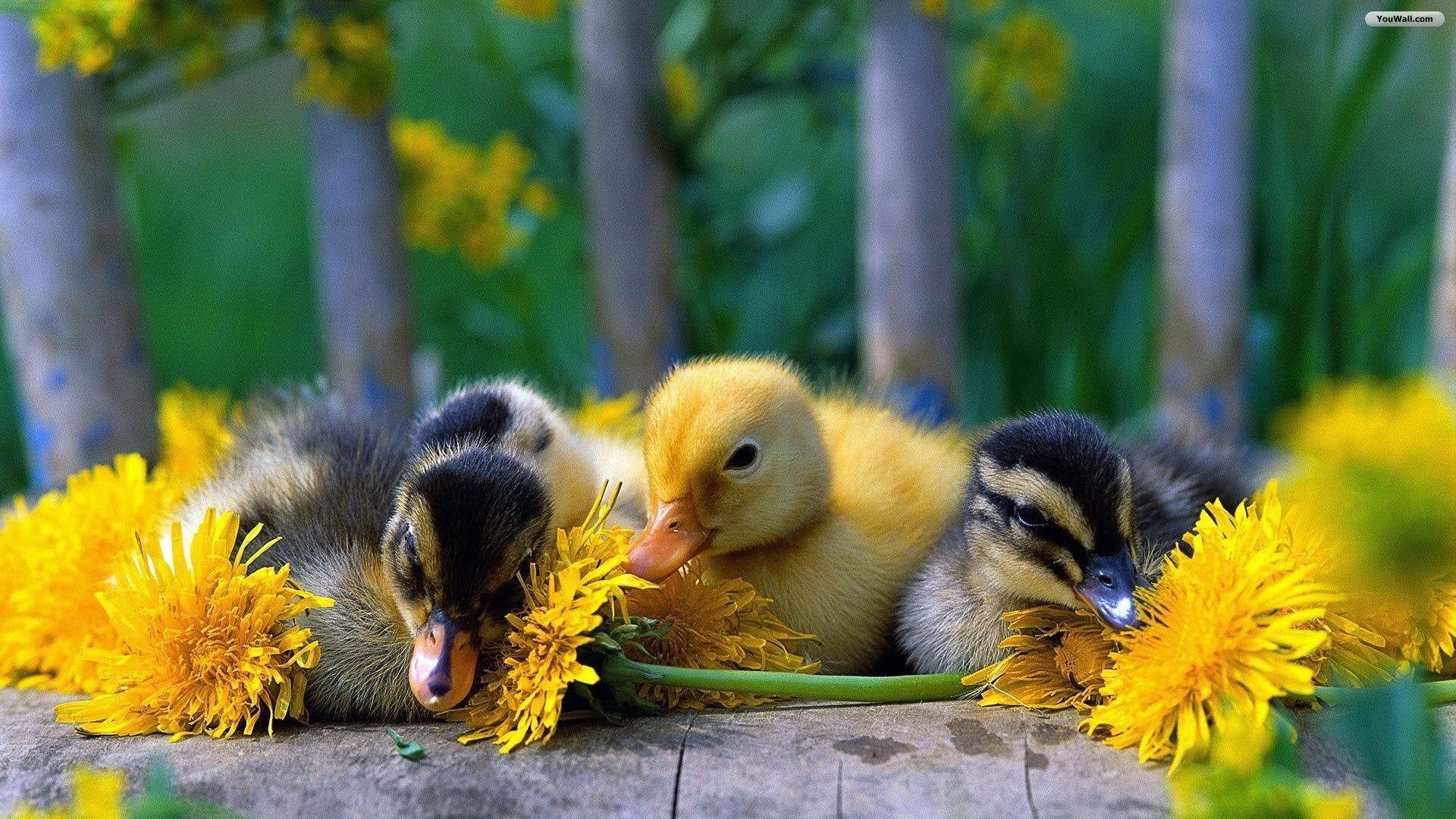 Cute Baby Duck With Flowers Wallpaper, Get It Now!!