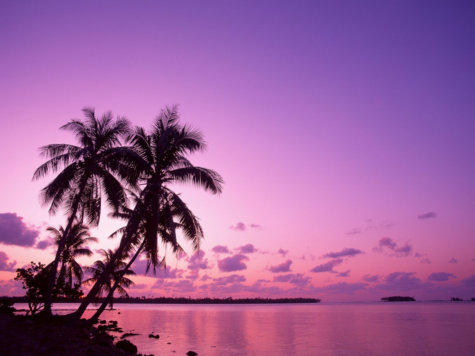 Fresh Nature Wallpaper: Purple Sky Beach Wallpaper