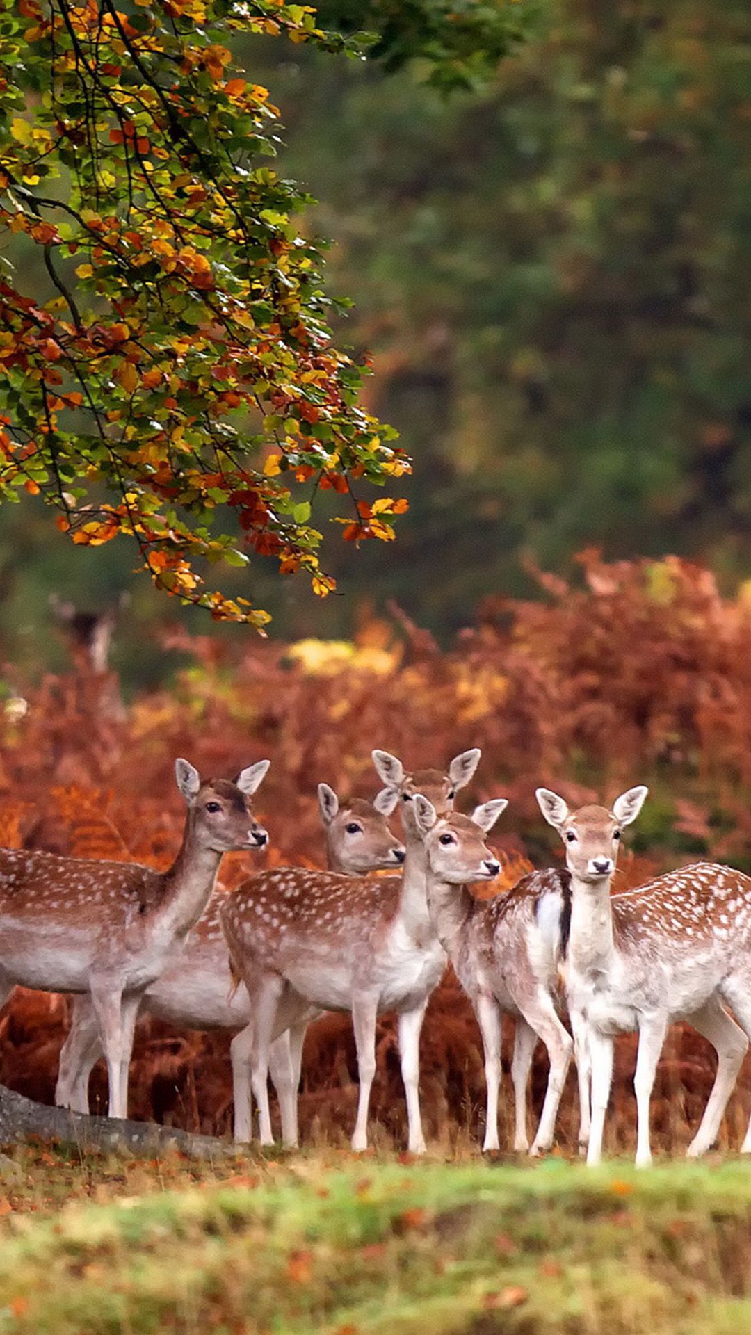 Wild Deer Android wallpaper HD wallpaper