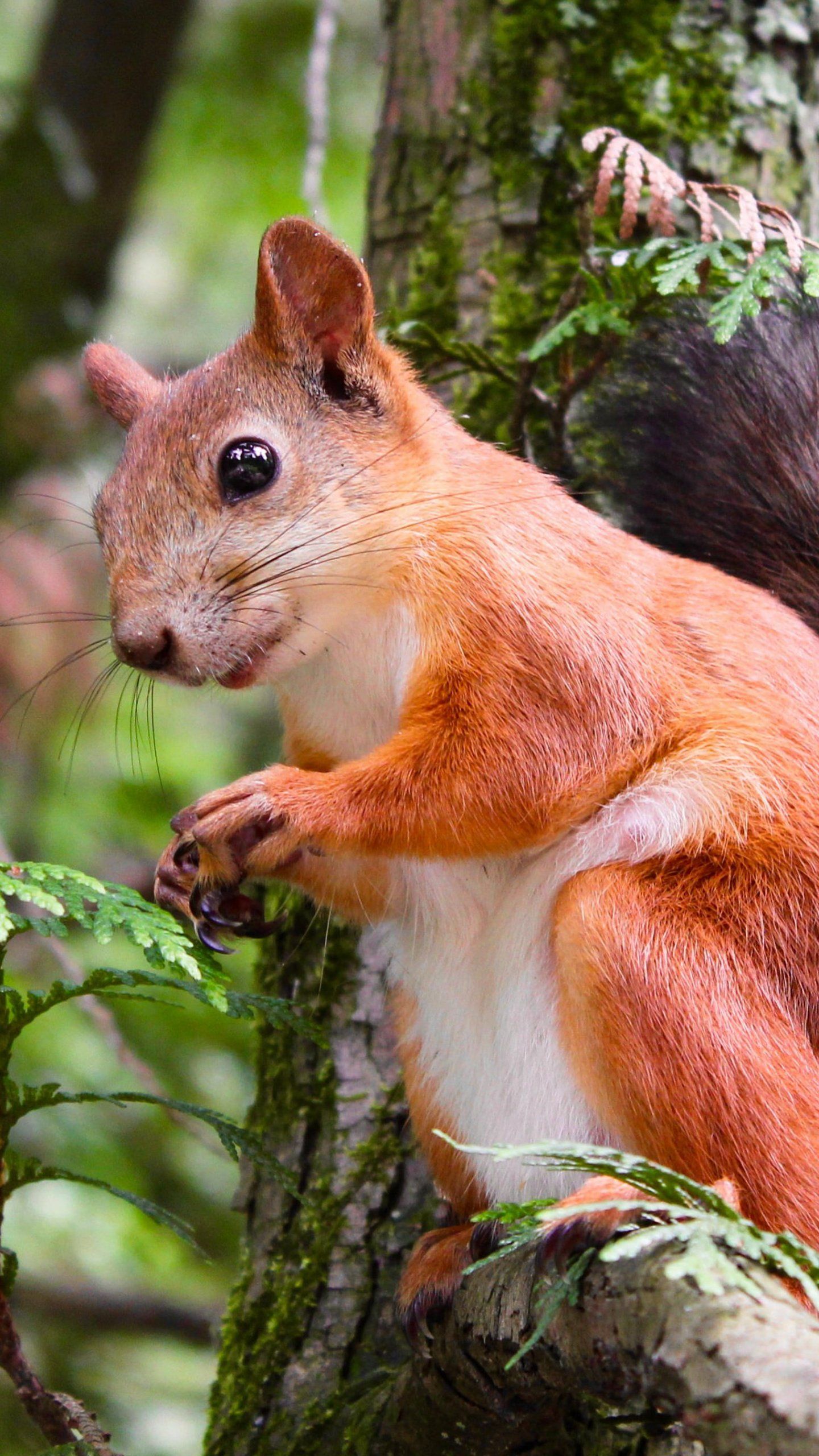 Adorable Squirrel In Tree Wallpaper, Android & Desktop