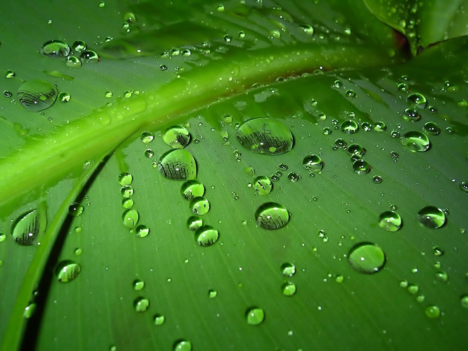 Nature Rain Desktop Wallpaper HD