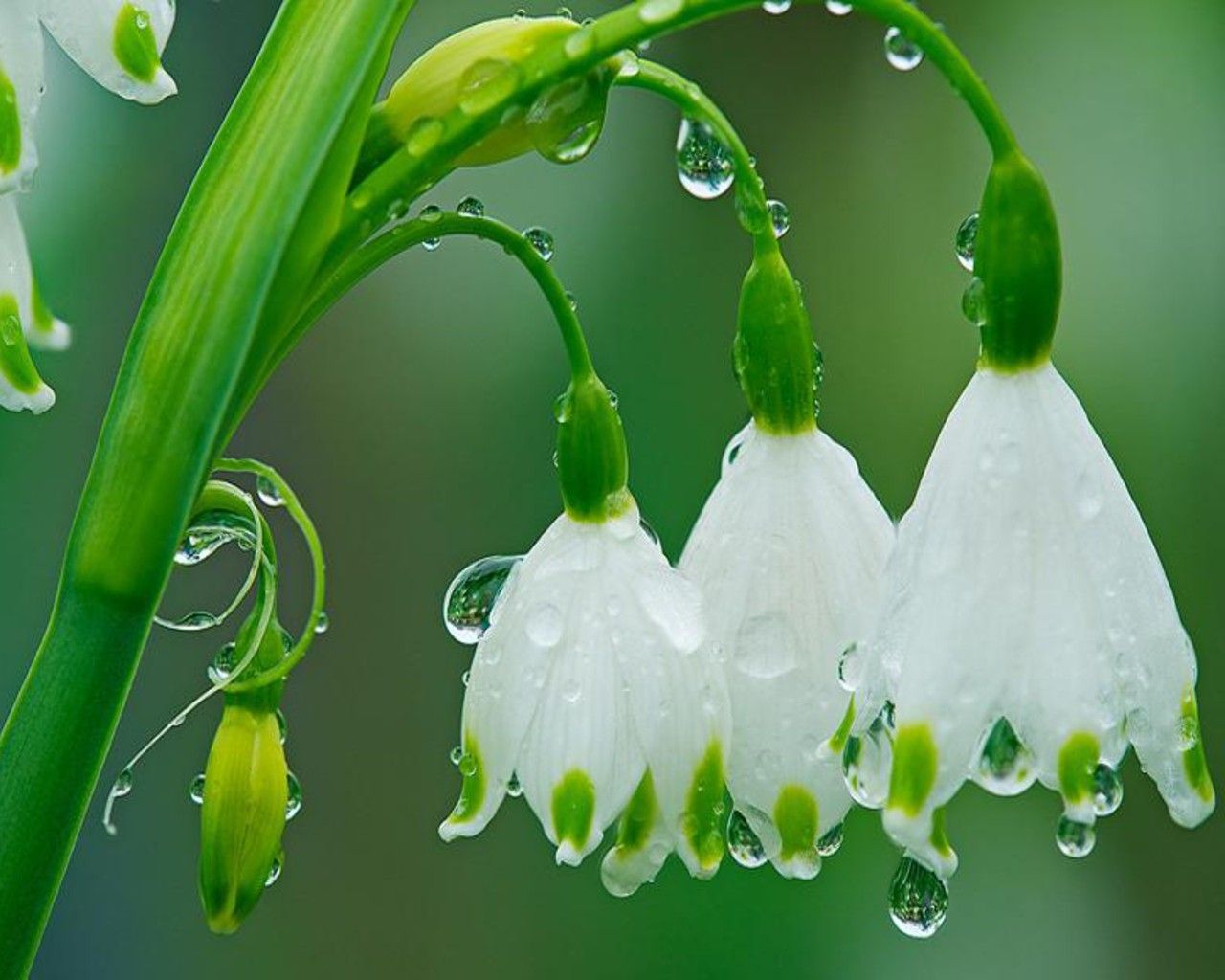 Spring Rain Desktop Background