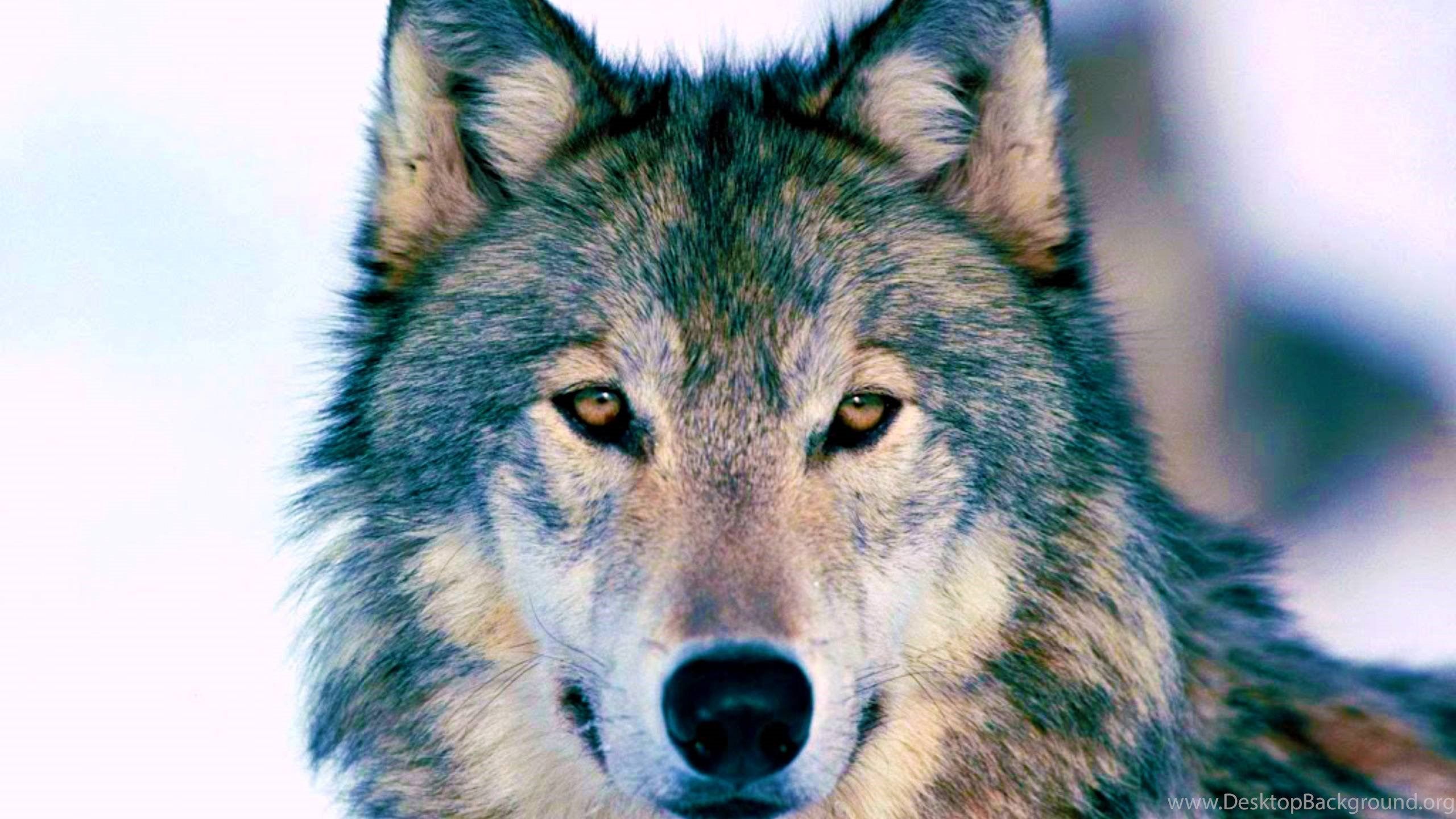 Timber Wolf Wallpaper Desktop Background