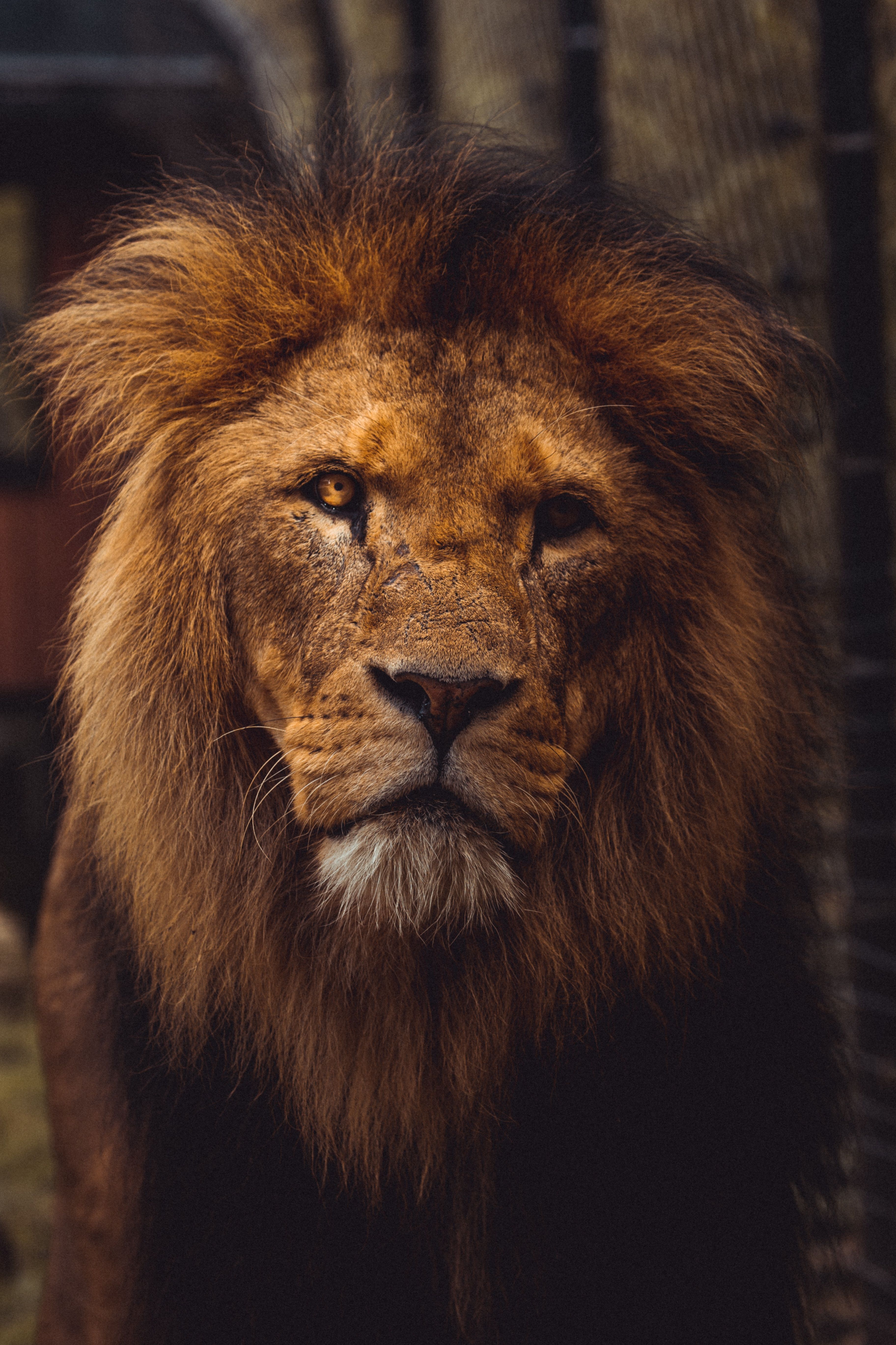 Regal Lion iPhone Case. Lion wallpaper, Lions photo, Animals