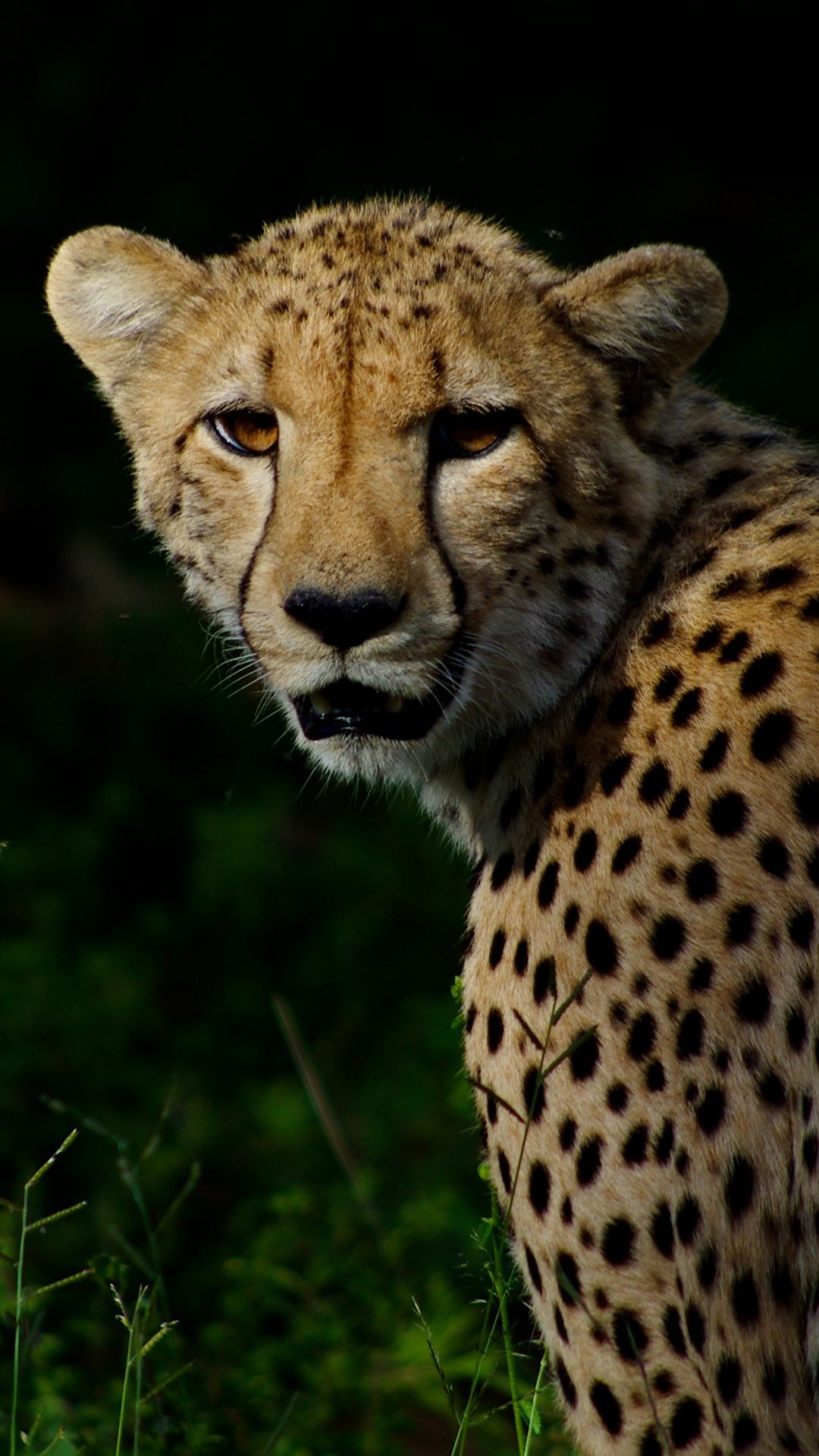 image Cheetahs Big cats Animals 1080x1920