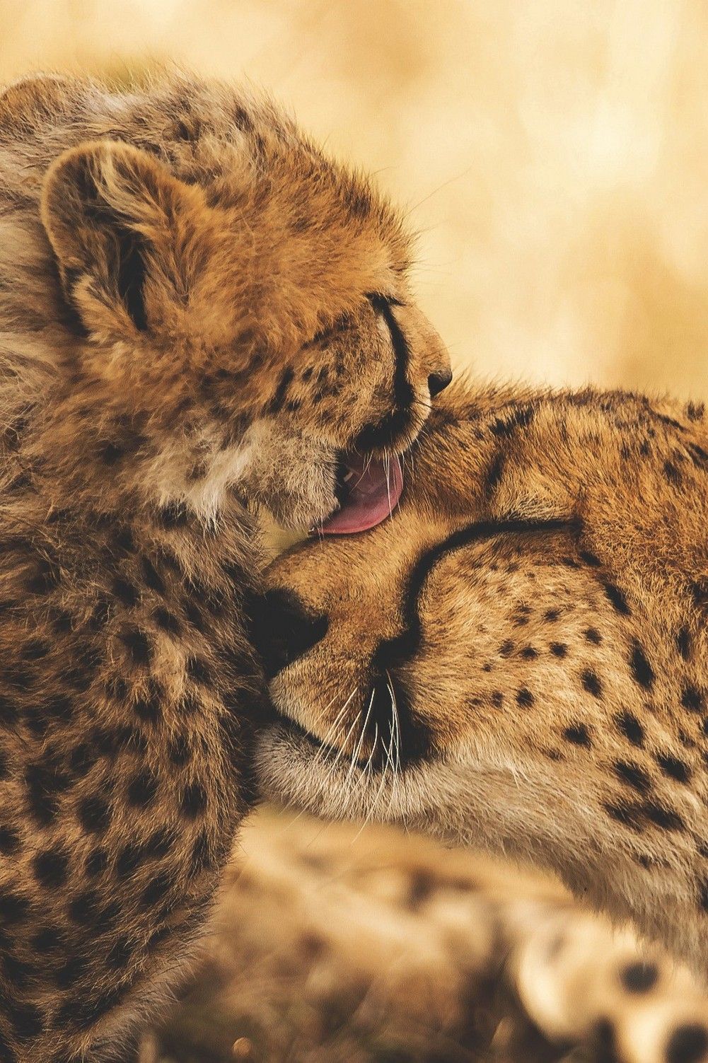 Cheetah Baby Nice Cheetah HD Wallpaper
