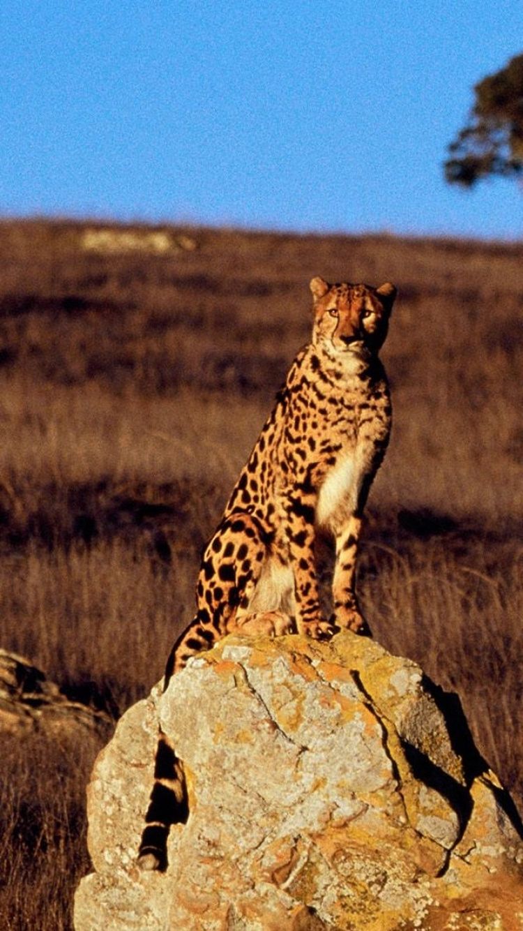 Animal Cheetah (750x1334) Wallpaper