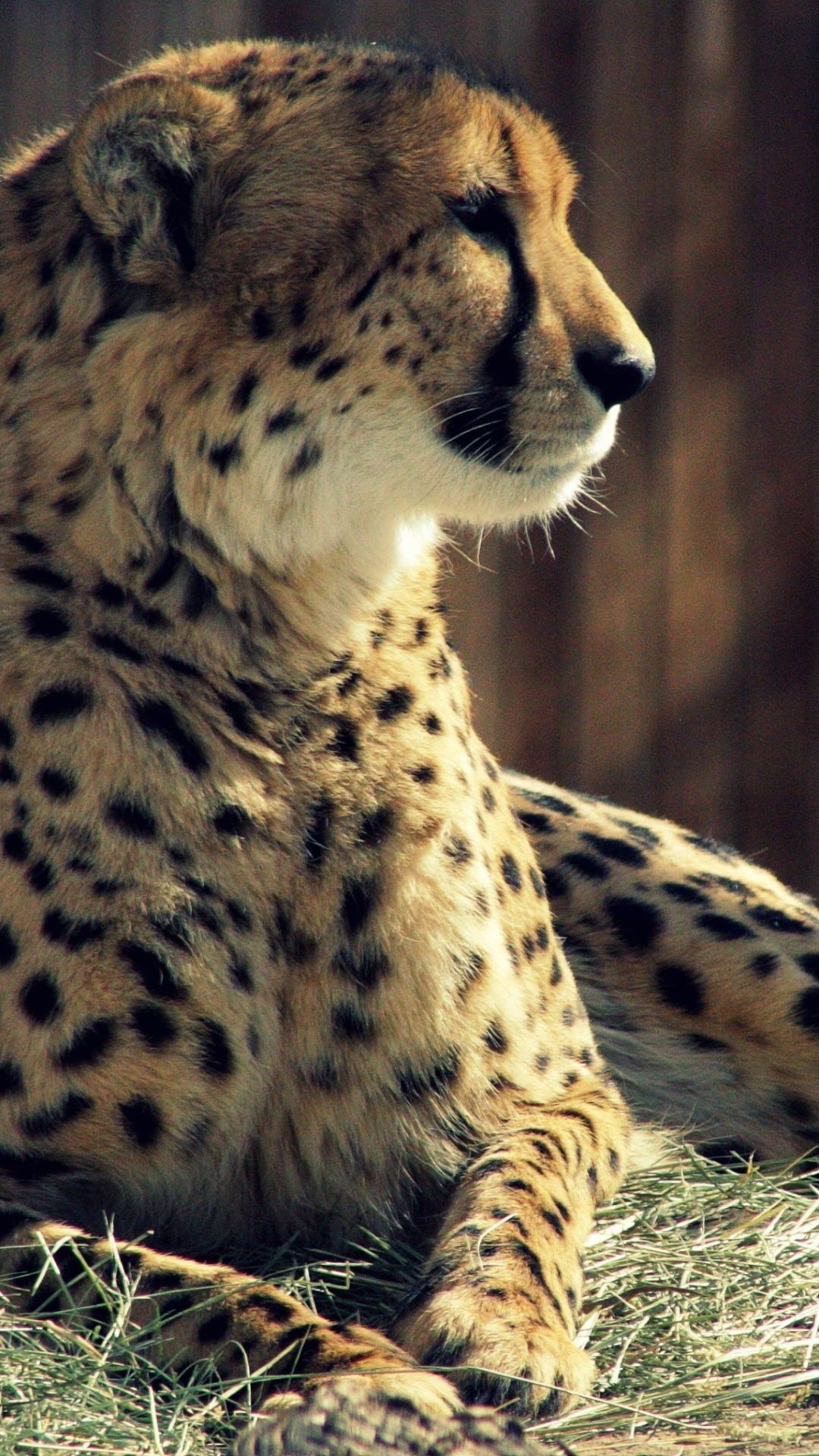 Cheetah Background For IPhone