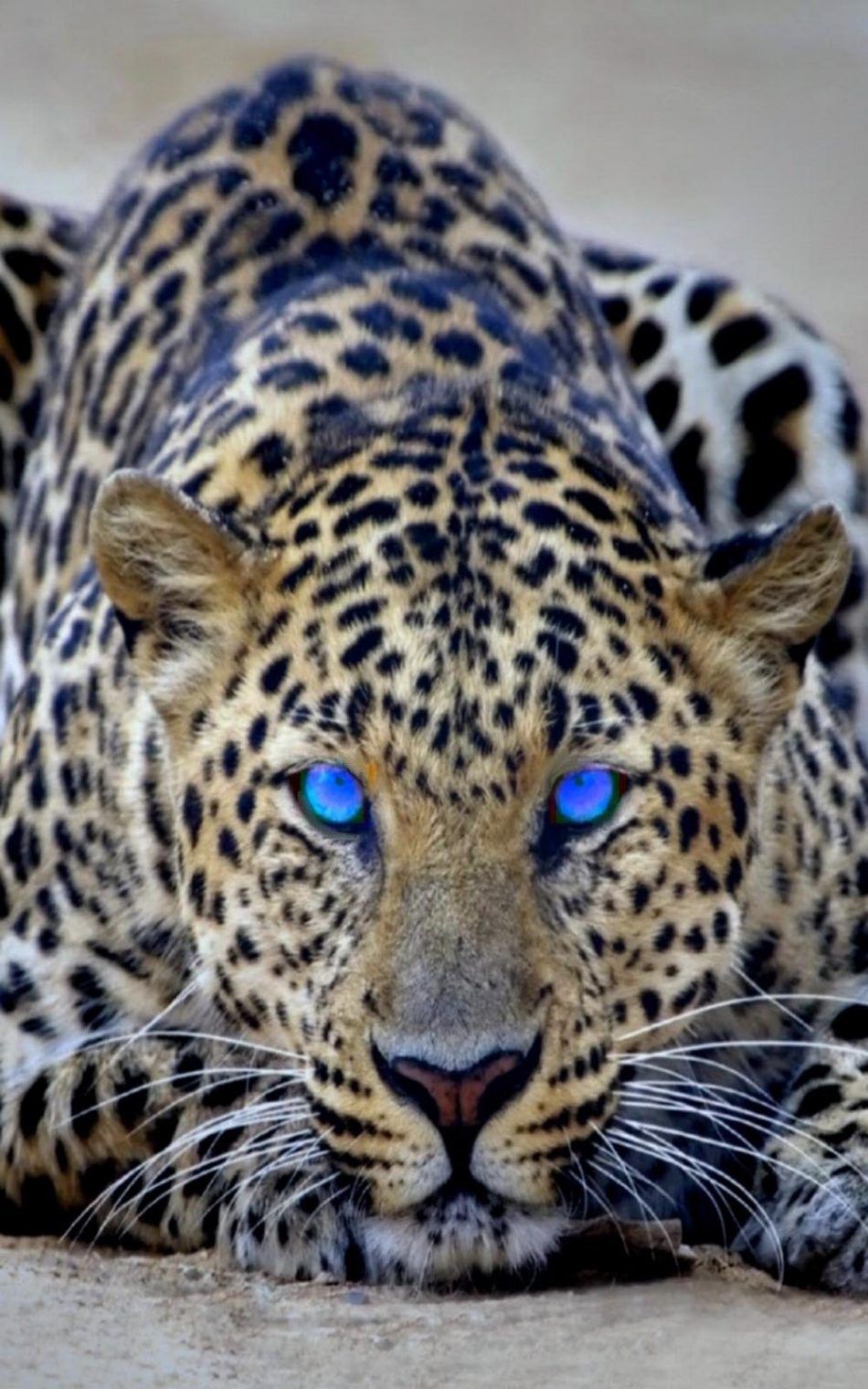Cheetah Blue Eyes Free 4K Ultra HD Mobile Wallpaper