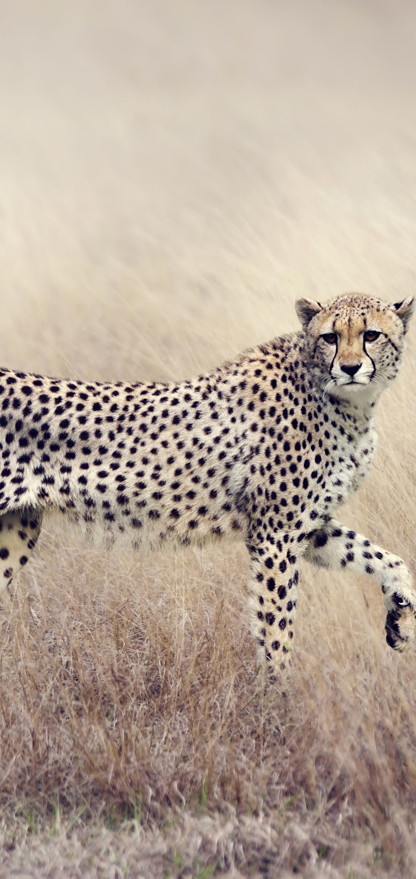 Animal Cheetah (1440x3040) Wallpaper
