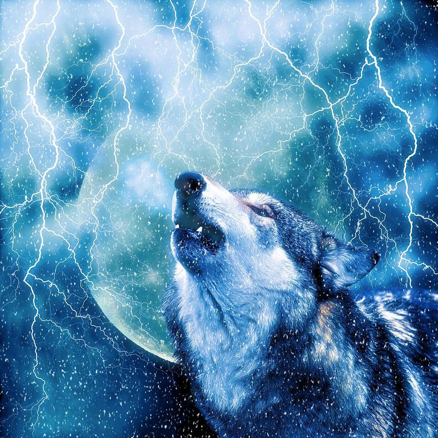 wolf print.. by Jan Bonner Storm I Fine Art Prints