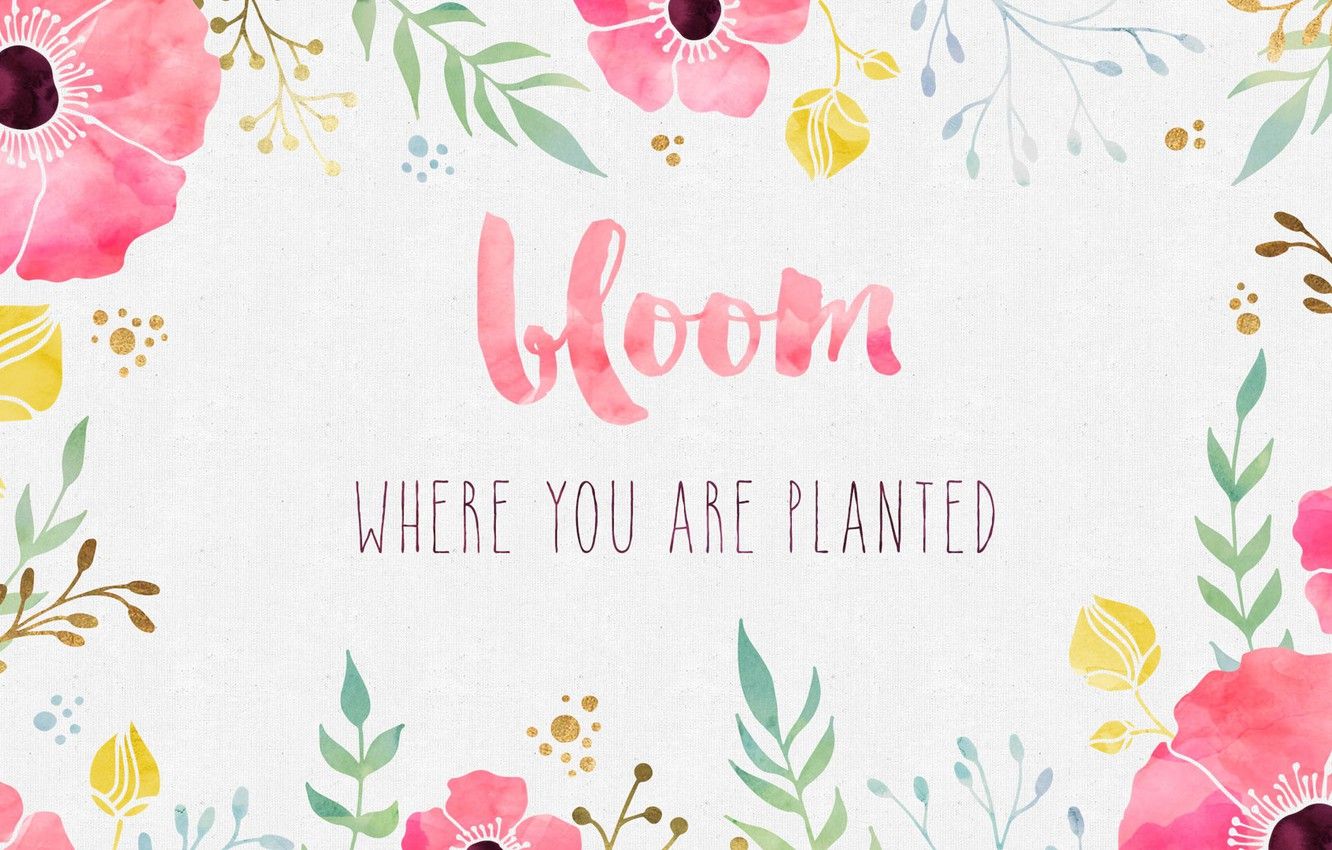 Wallpaper flowers, background, paint, Maki, watercolor, the phrase