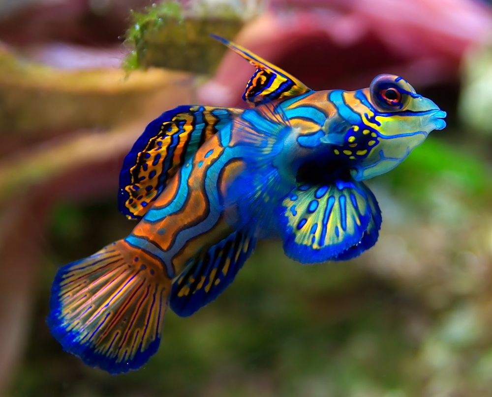 The Mandarinfish or Mandarin dragonet. Kleurrijke dieren