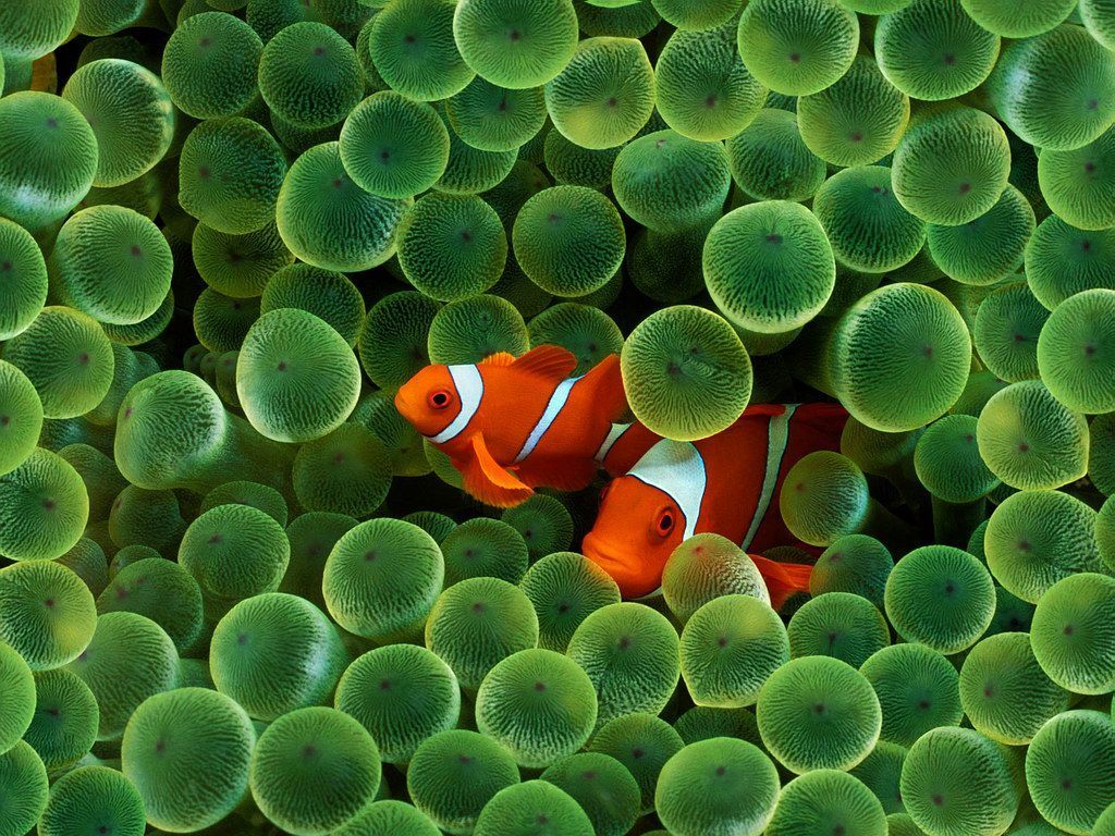 Clown Fish* Clown fish belong to a group of small, brightly